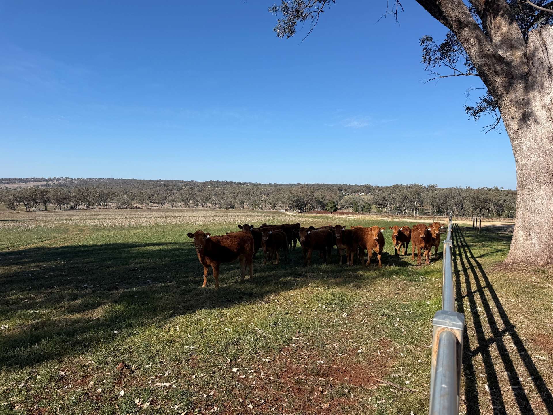 1036 Rob Roy Road, Inverell For Sale by Farmbuy.com - image 19