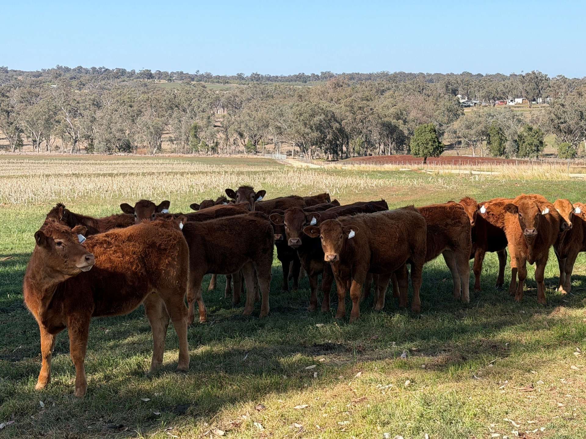 1036 Rob Roy Road, Inverell For Sale by Farmbuy.com - image 18