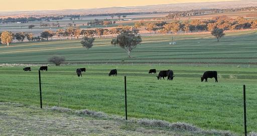Farm For Sale - NSW - Inverell - 2360 - 'Holmesview' What a View! 