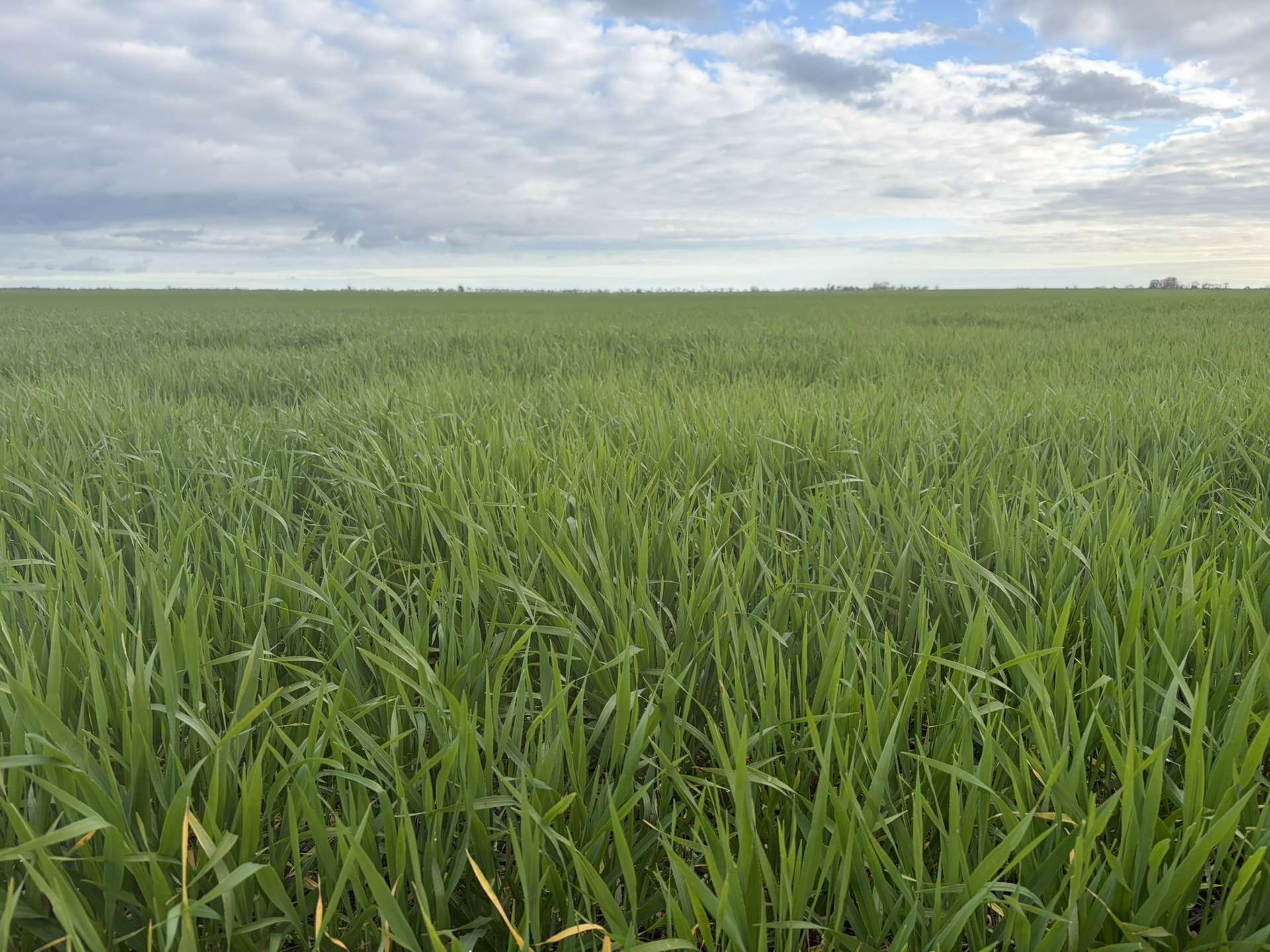 Lot 104 Coxs Road, Tickera For Sale by Farmbuy.com - image 6