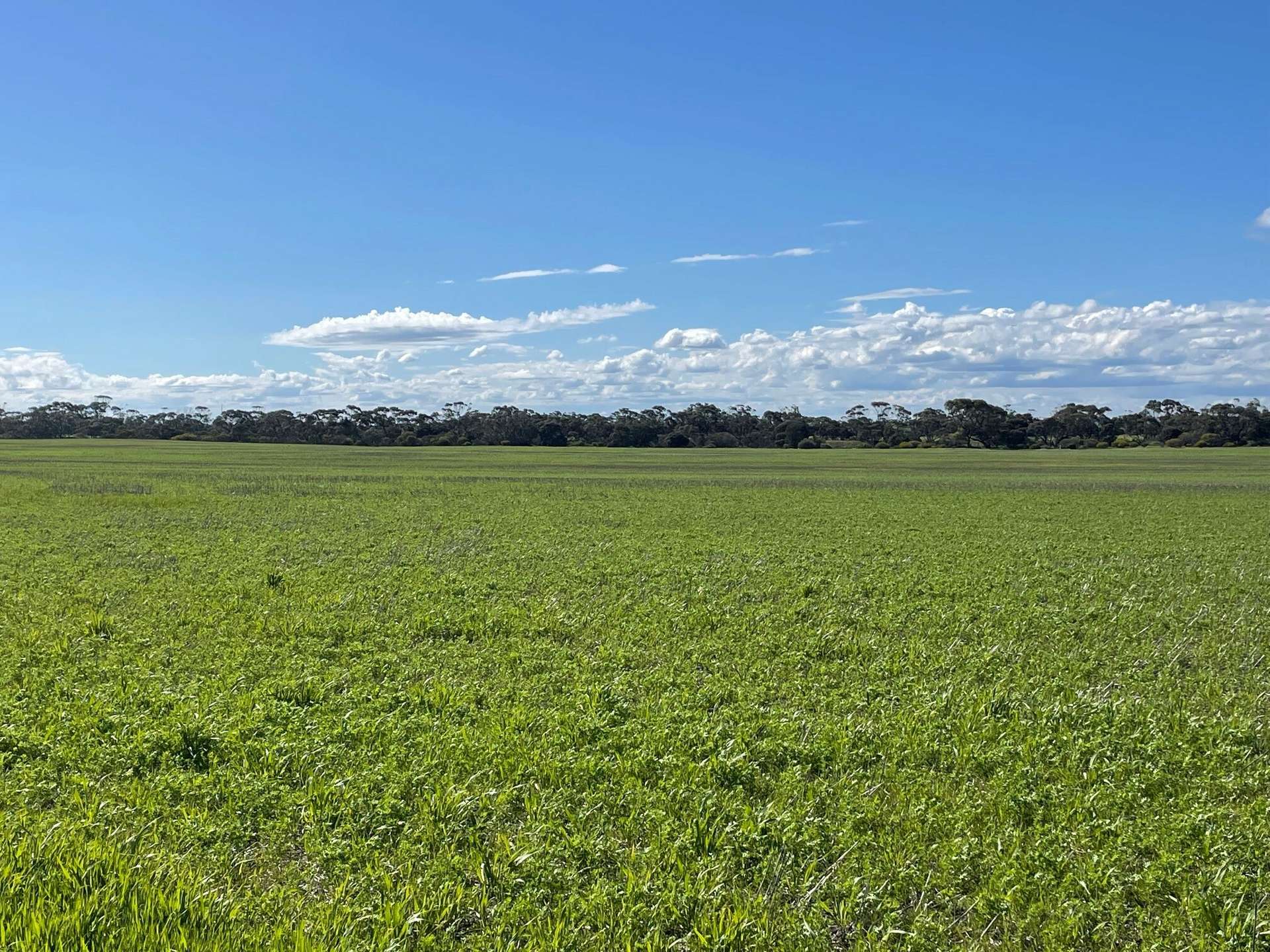 110 Rodda Rd, Boors Plain For Sale by Farmbuy.com - image 6