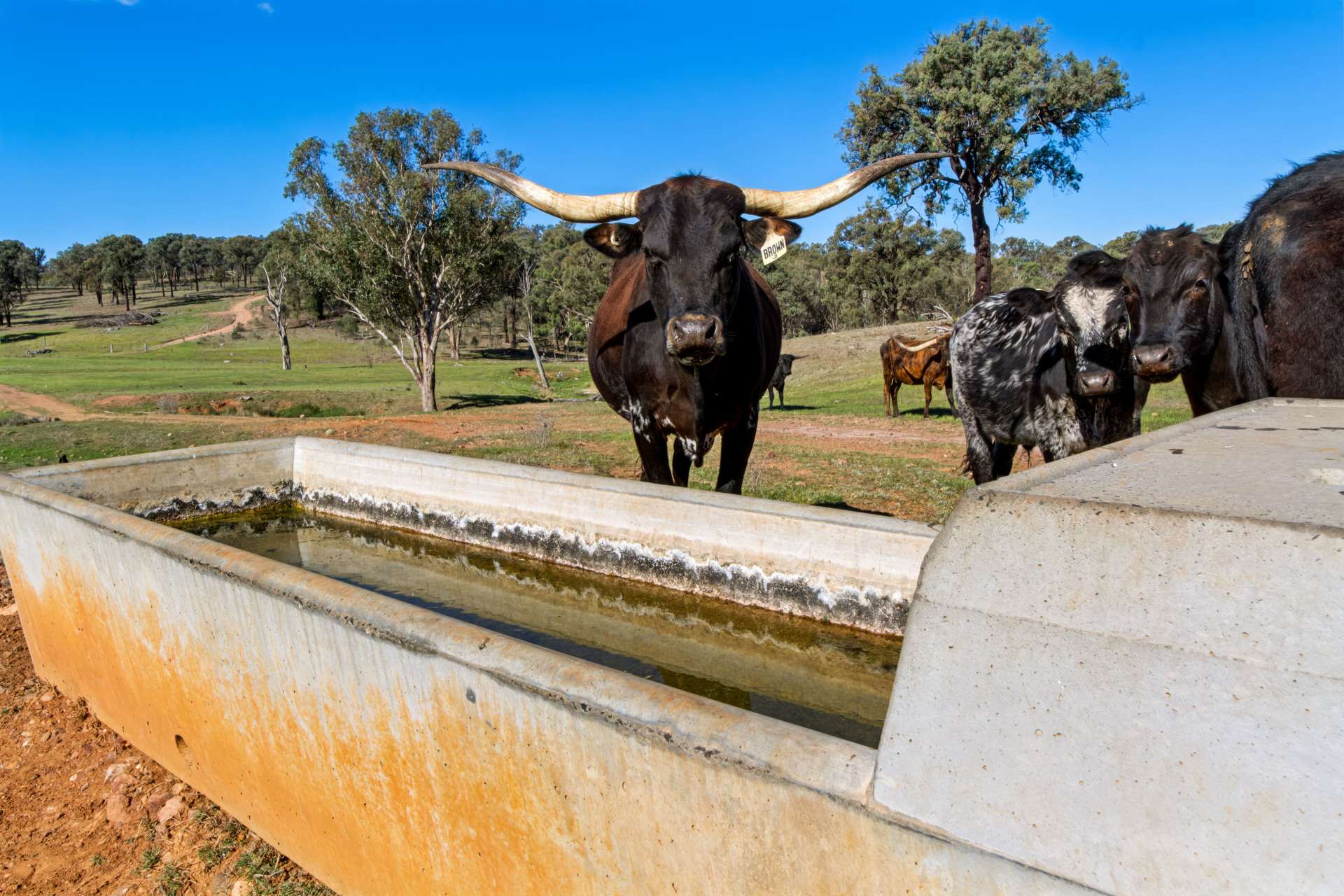 Messines, 1210 MacIntyre Road, Barraba For Sale by Farmbuy.com - image 32