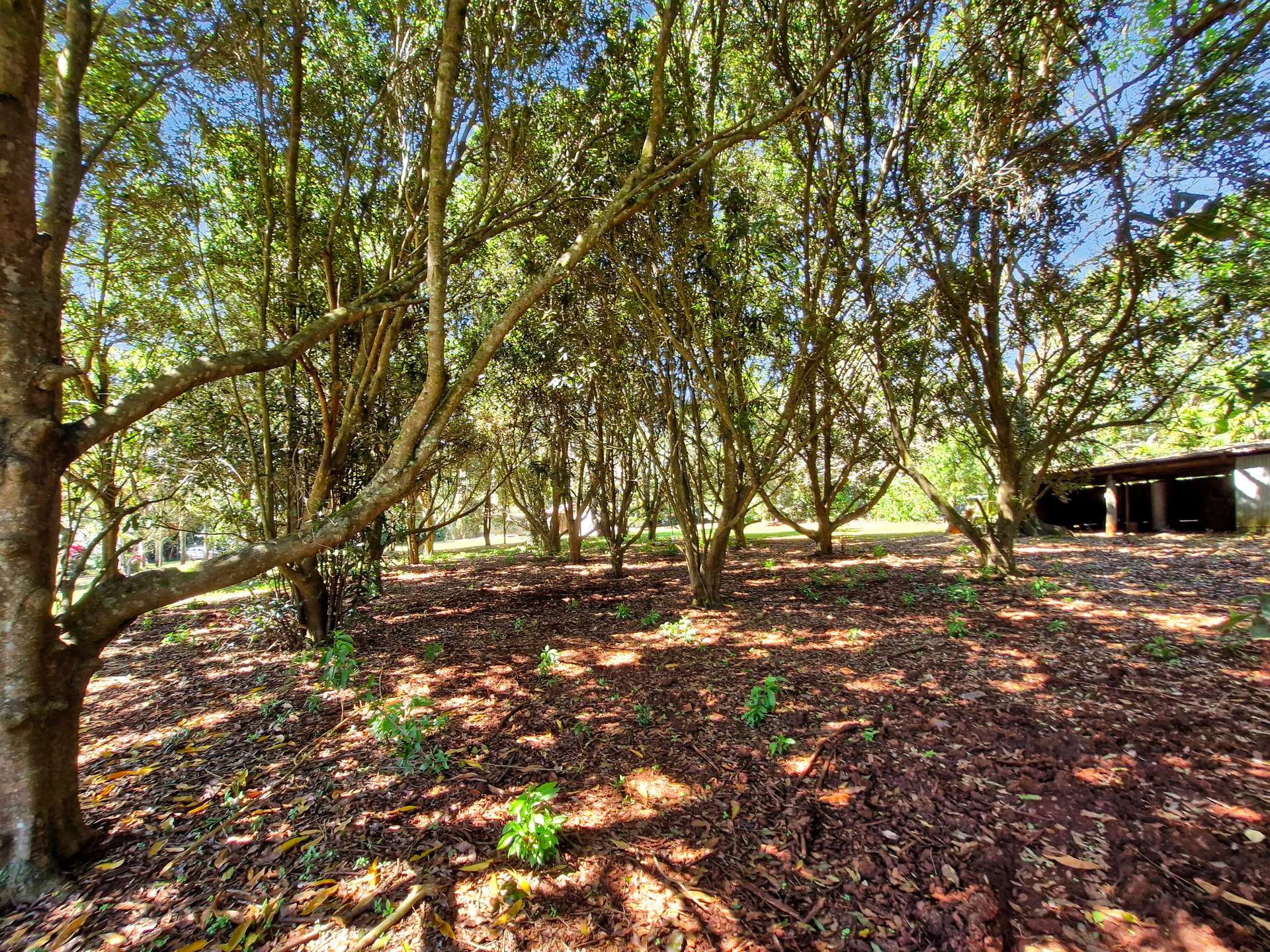 238 Ball Road, Peeramon For Sale by Farmbuy.com - image 28