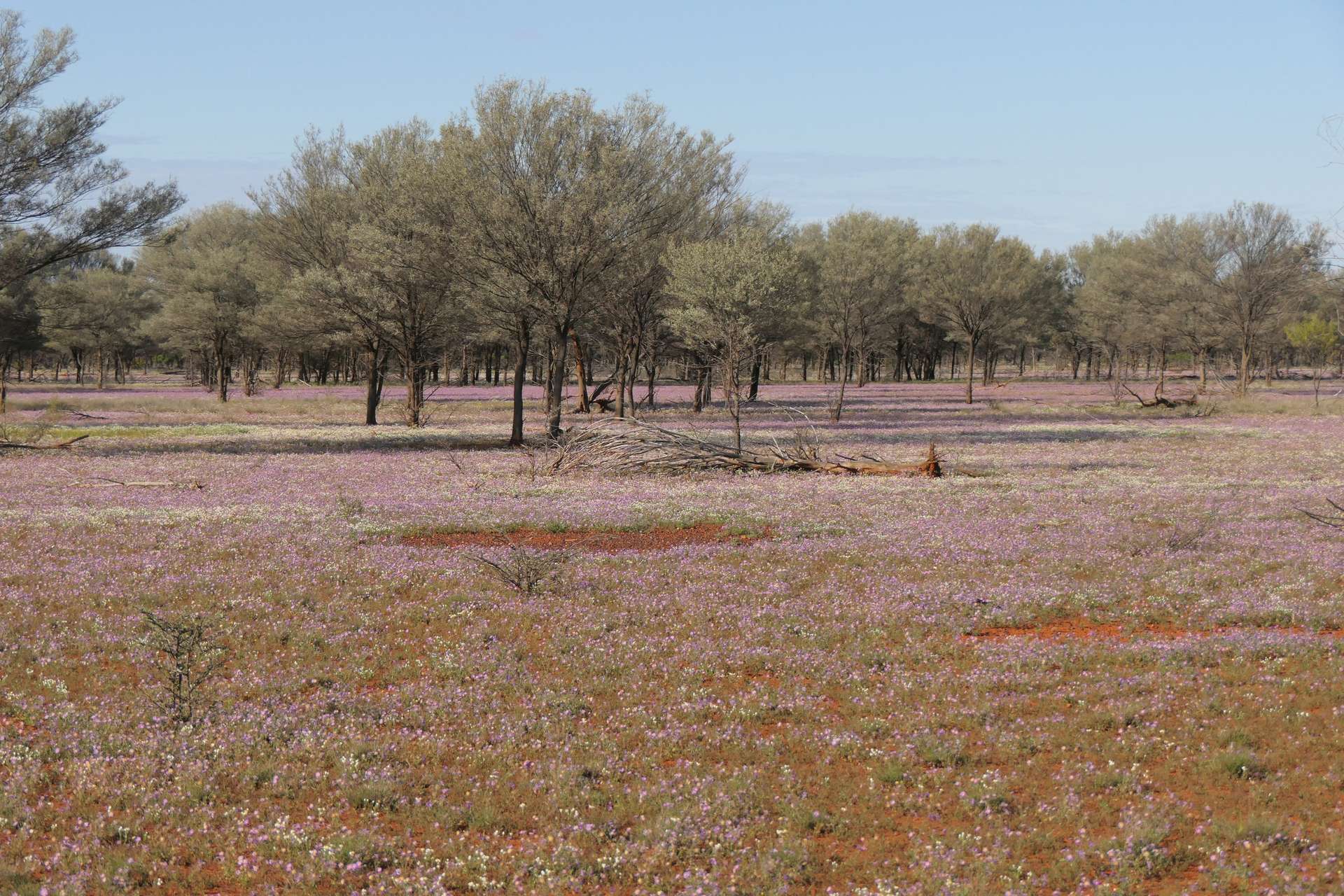1940 Lakemere Road, Bourke For Sale by Farmbuy.com - image 23