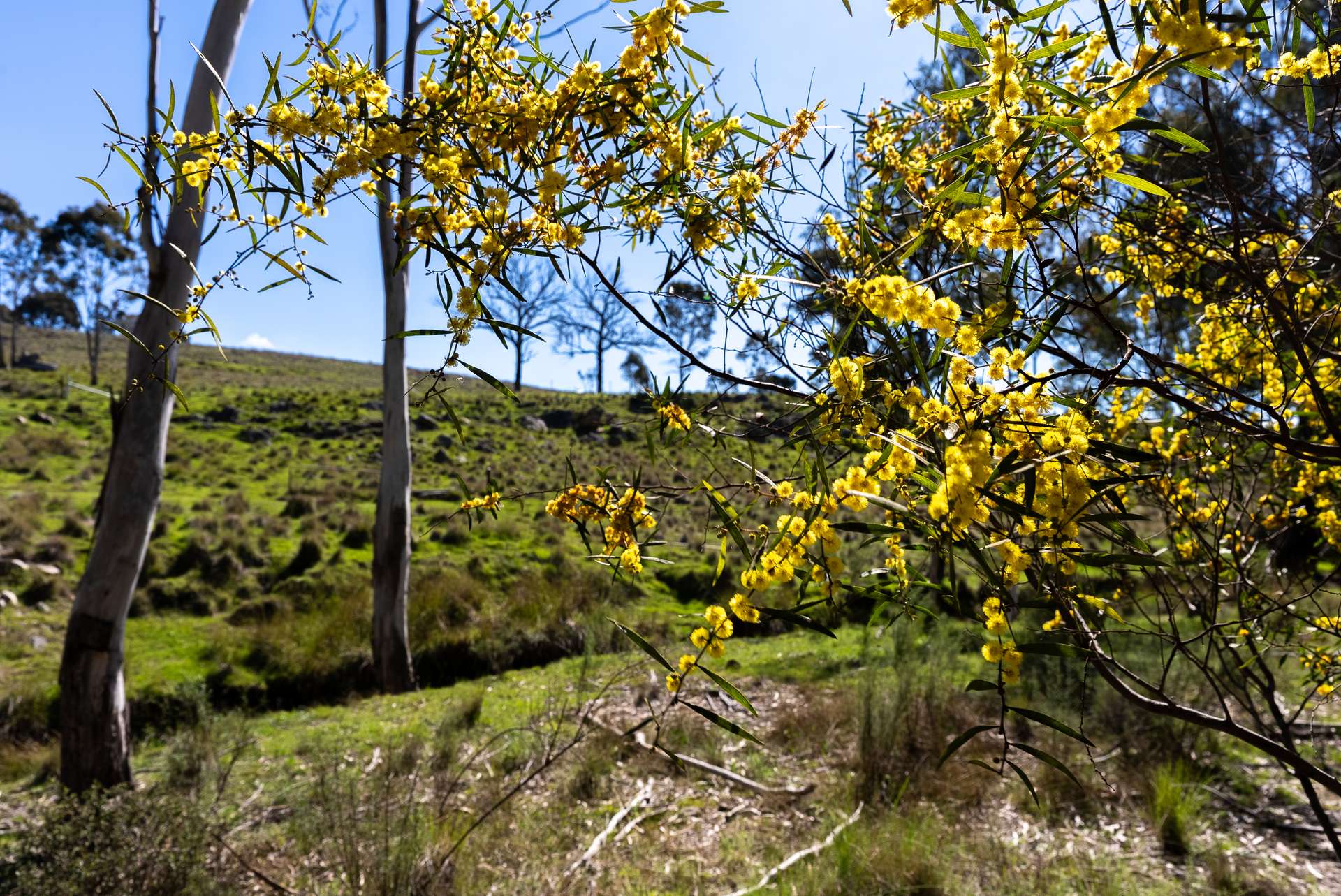1718 Ophir Road, Orange Auction by Farmbuy.com - image 4