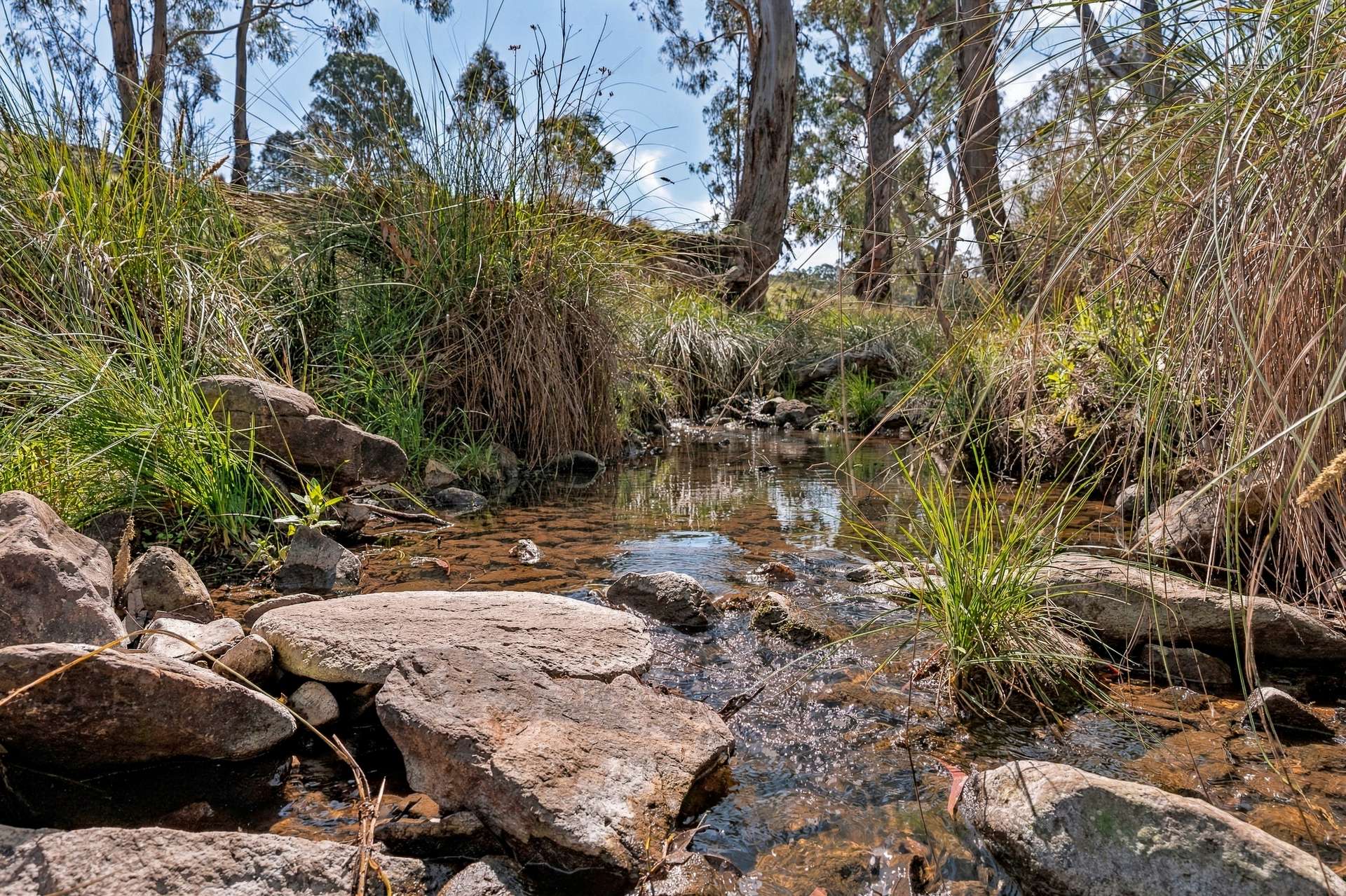 1718 Ophir Road, Orange Auction by Farmbuy.com - image 17