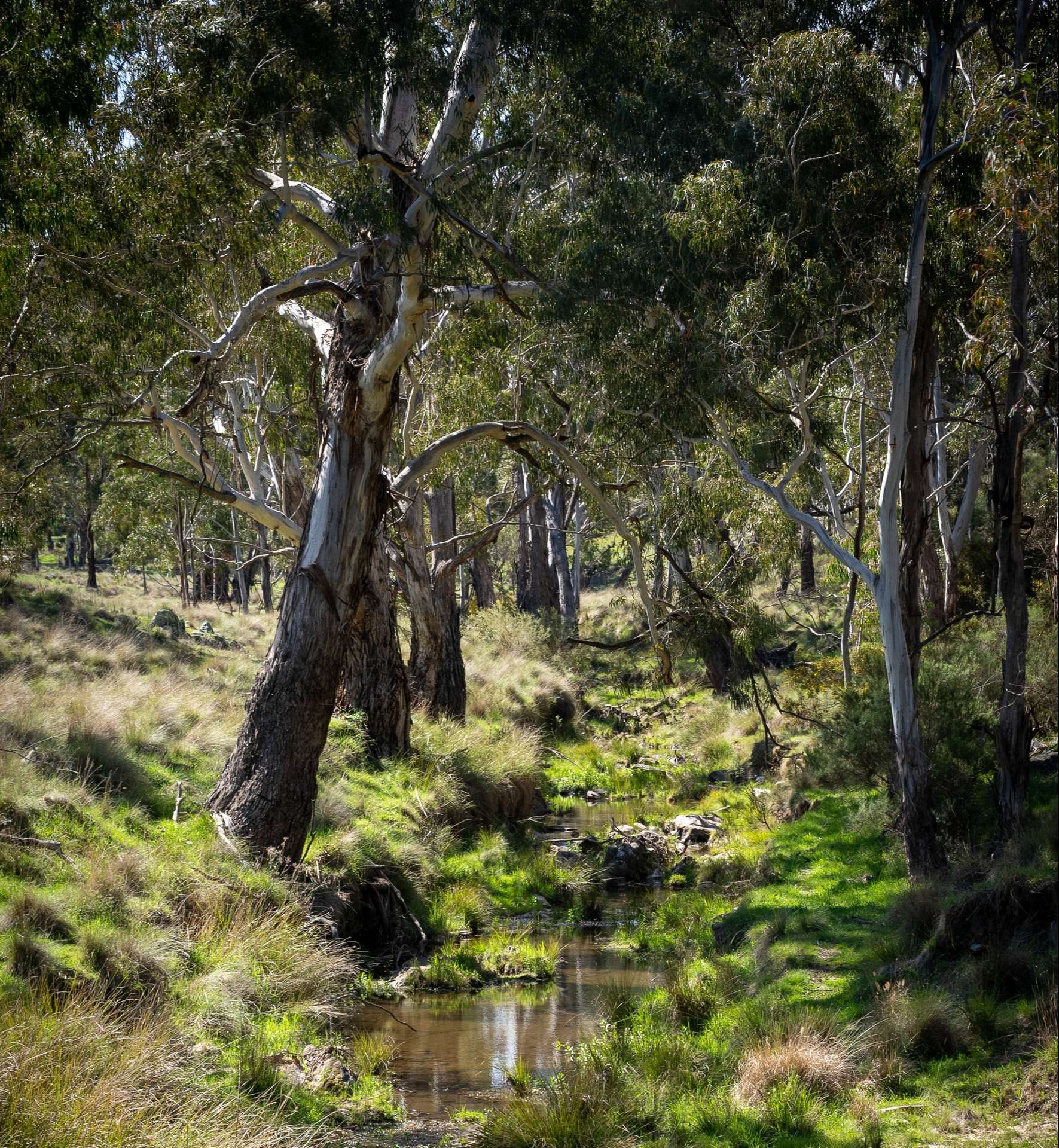 1718 Ophir Road, Orange Auction by Farmbuy.com - image 1