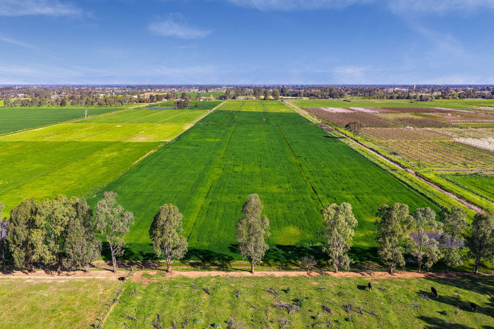 636 Graham Road, Kyabram For Sale by Farmbuy.com - image 9