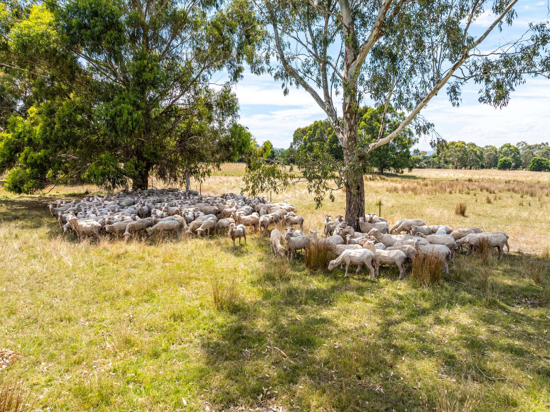 451 Crystal Creek Road, Whanregarwen For Sale by Farmbuy.com - image 20