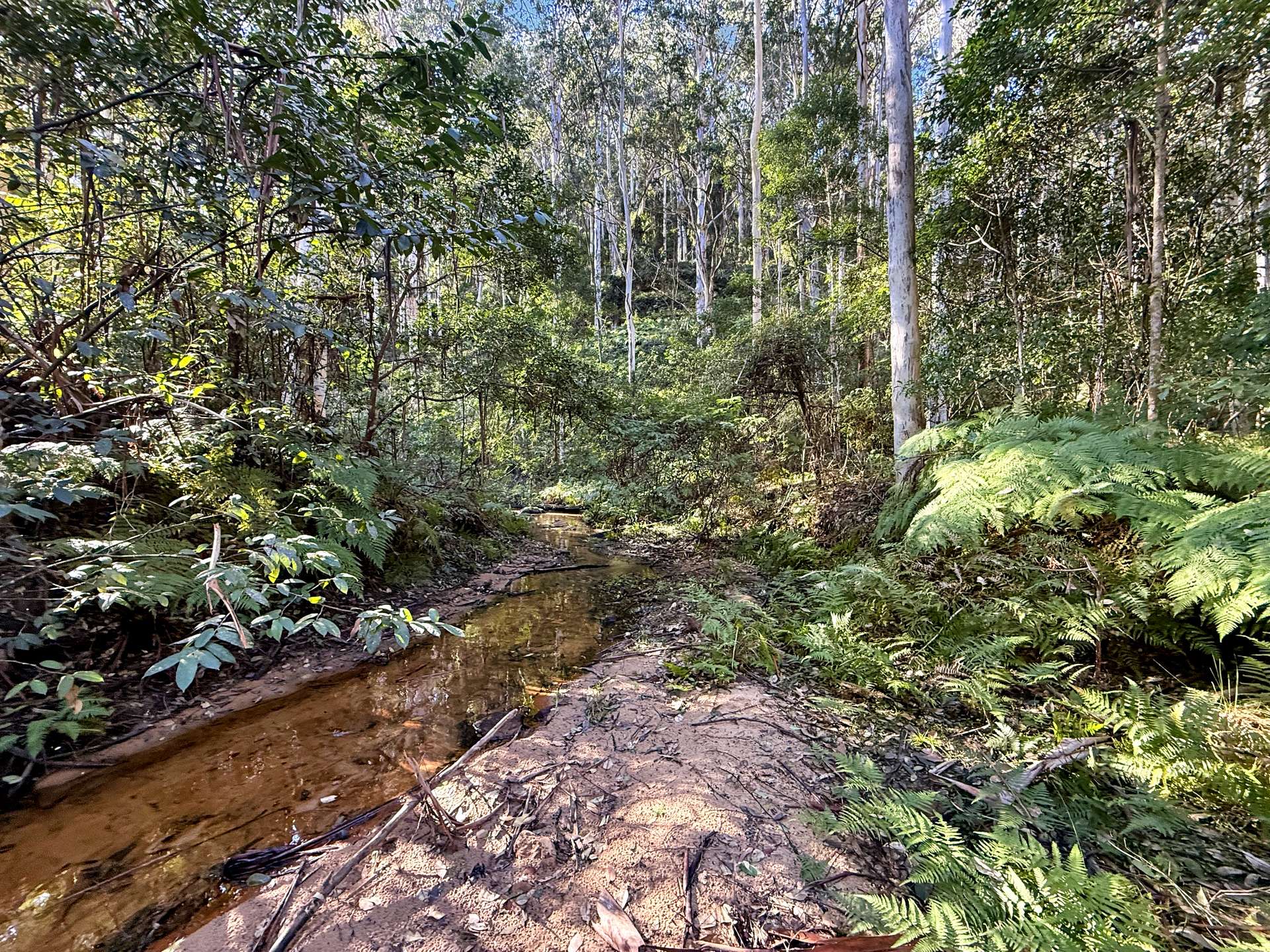 Parcel O Hitcham Park Dairy Arm Road, Laguna For Sale by Farmbuy.com - image 7
