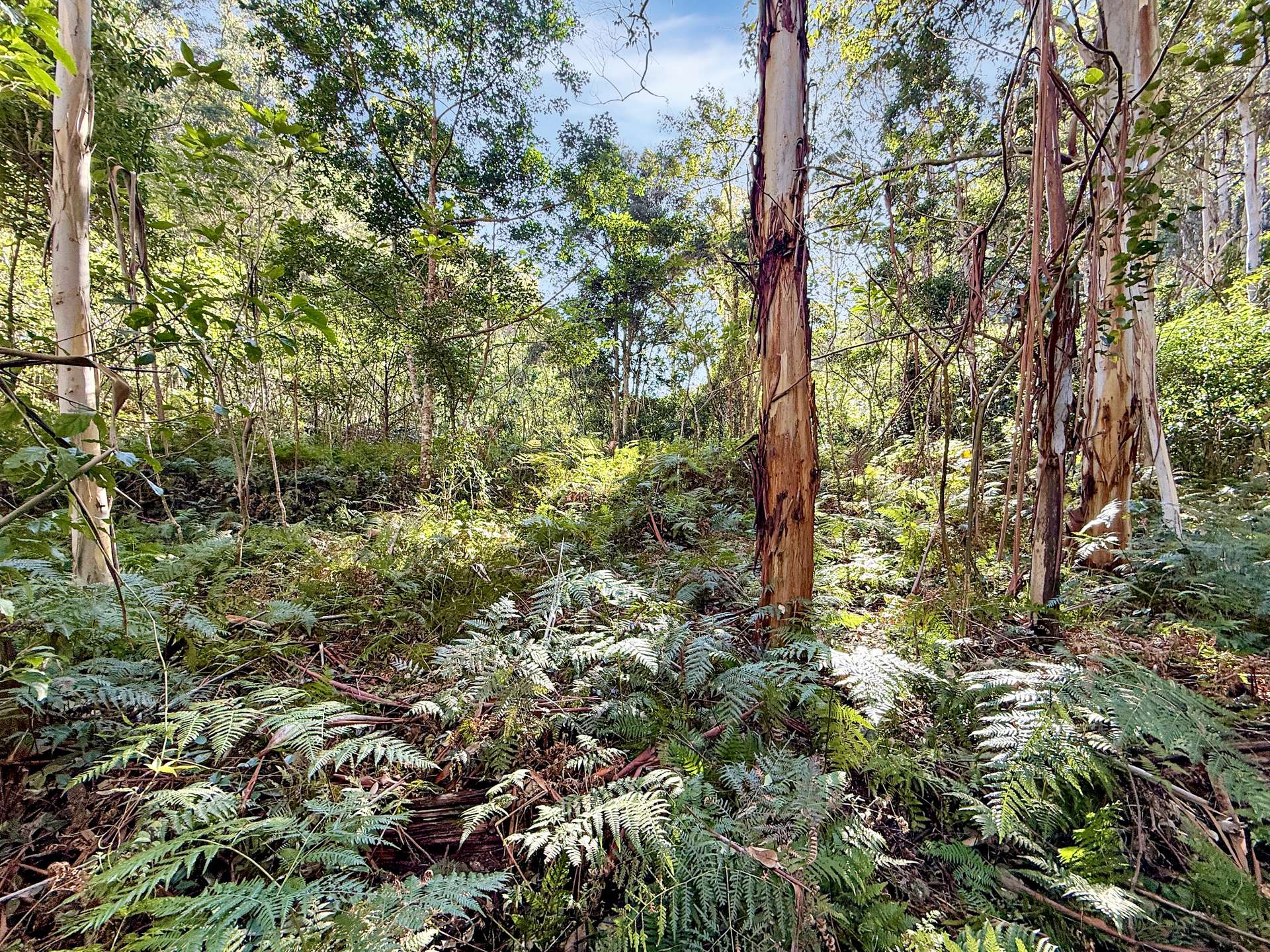 Parcel O Hitcham Park Dairy Arm Road, Laguna For Sale by Farmbuy.com - image 8