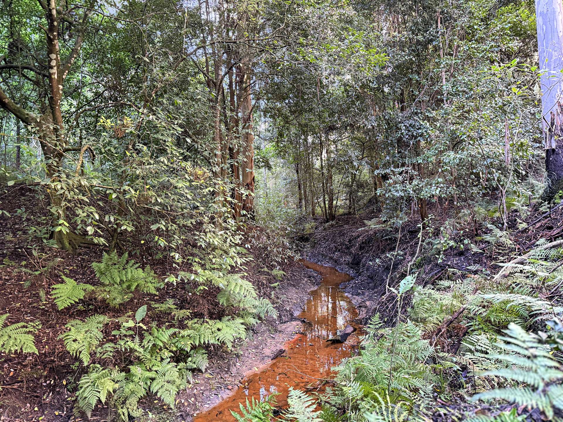 Parcel O Hitcham Park Dairy Arm Road, Laguna For Sale by Farmbuy.com - image 5