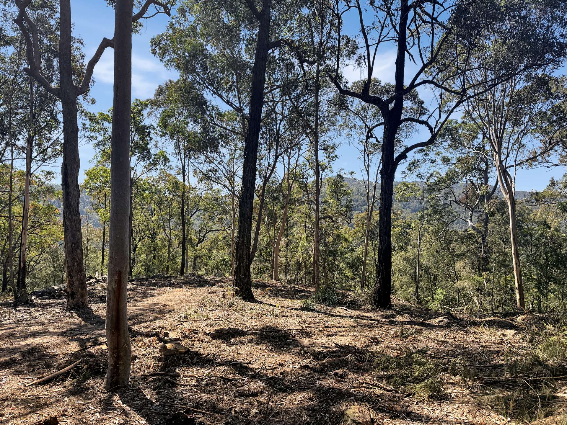 Parcel O Hitcham Park Dairy Arm Road, Laguna For Sale by Farmbuy.com - image 2