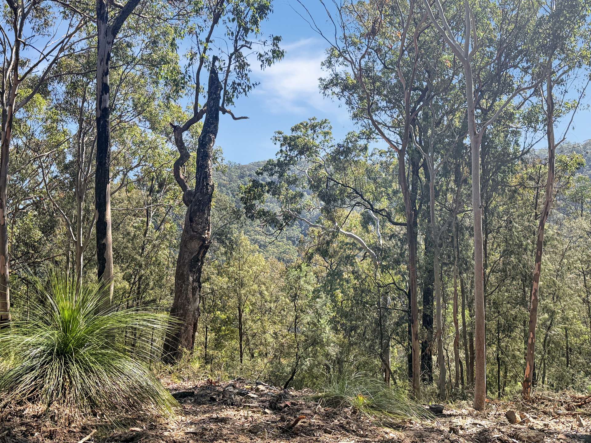 Parcel O Hitcham Park Dairy Arm Road, Laguna For Sale by Farmbuy.com - image 1