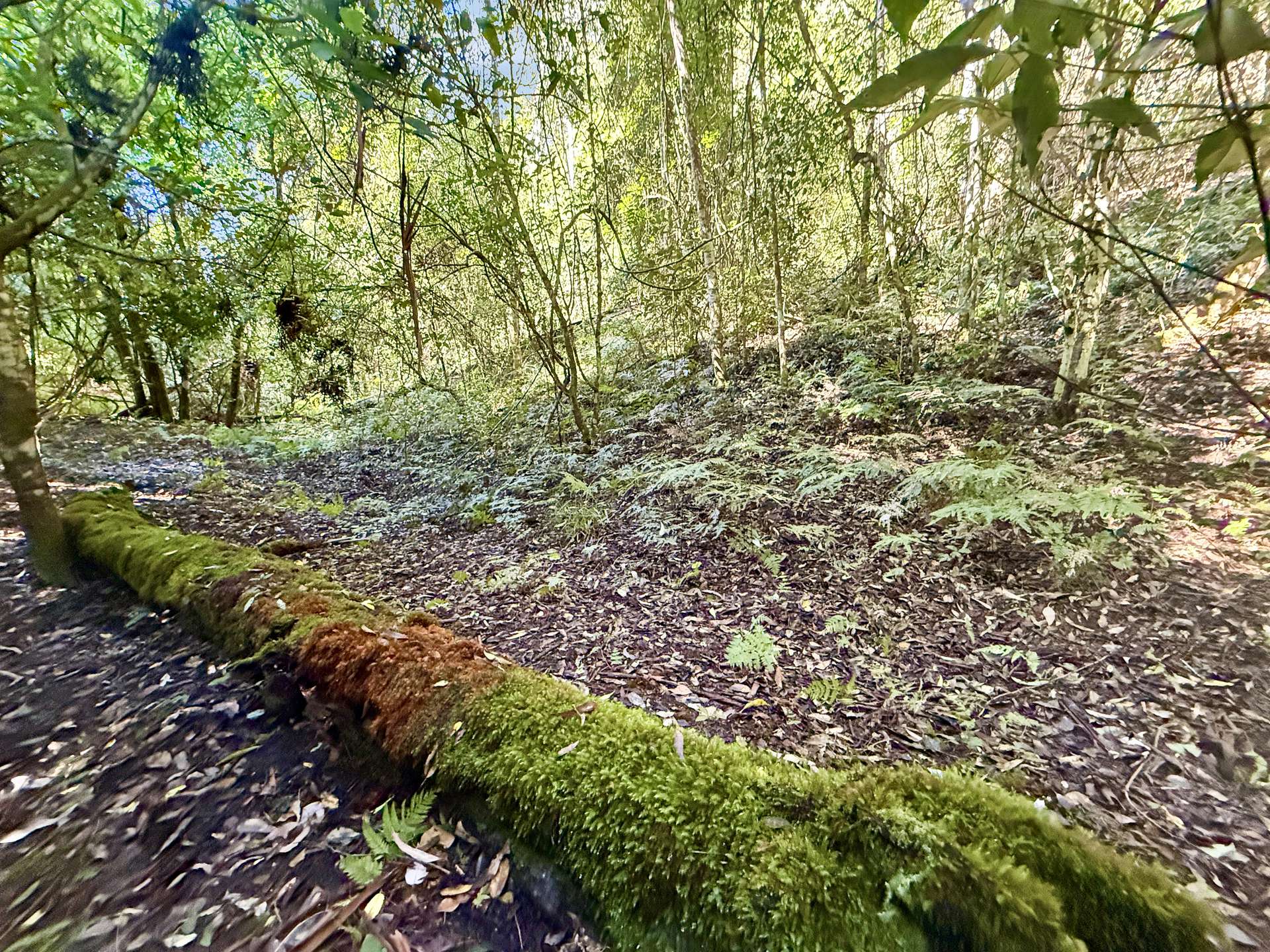 Parcel O Hitcham Park Dairy Arm Road, Laguna For Sale by Farmbuy.com - image 9