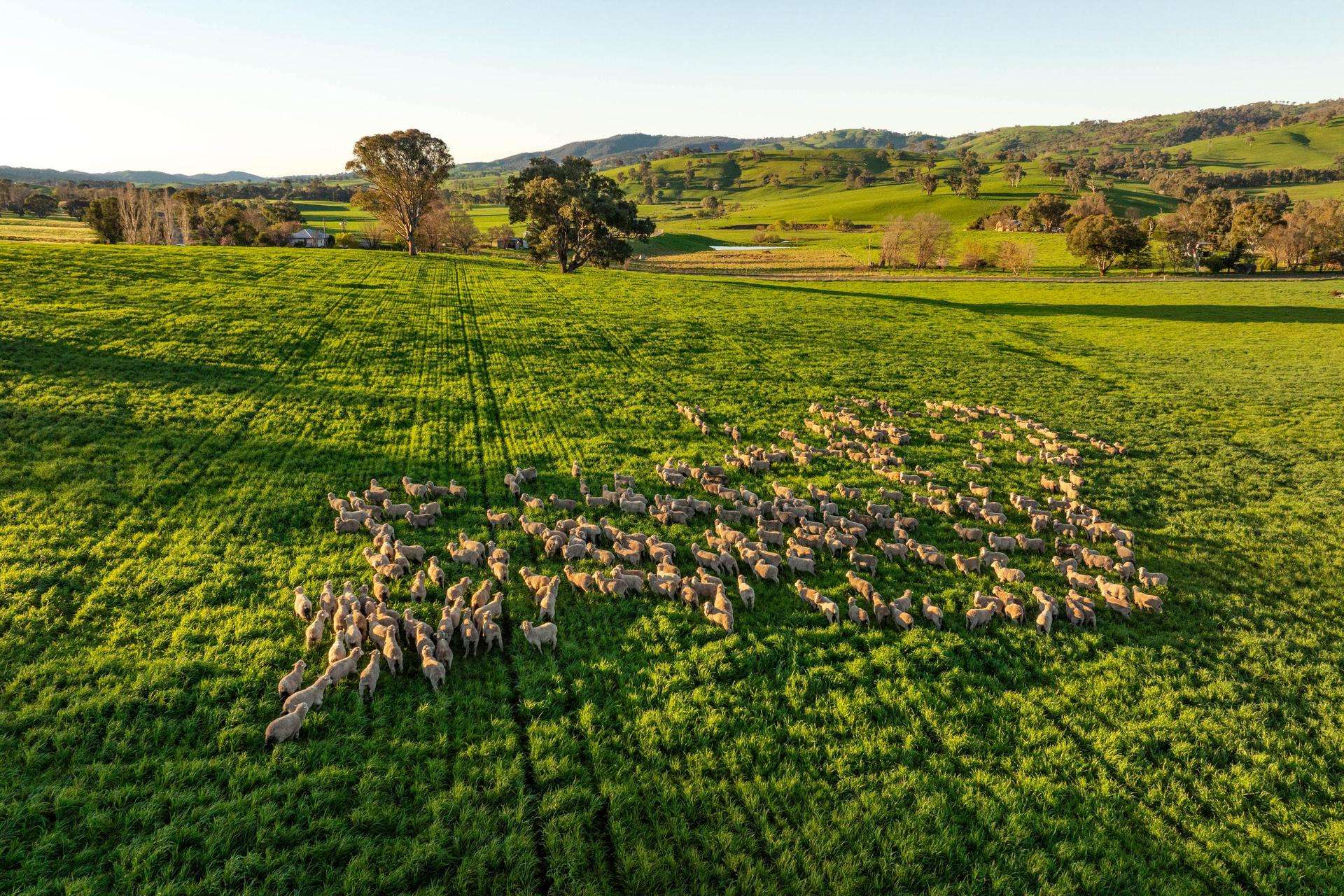 922 Westbrook Road, Oberne Creek Auction by Farmbuy.com - image 12