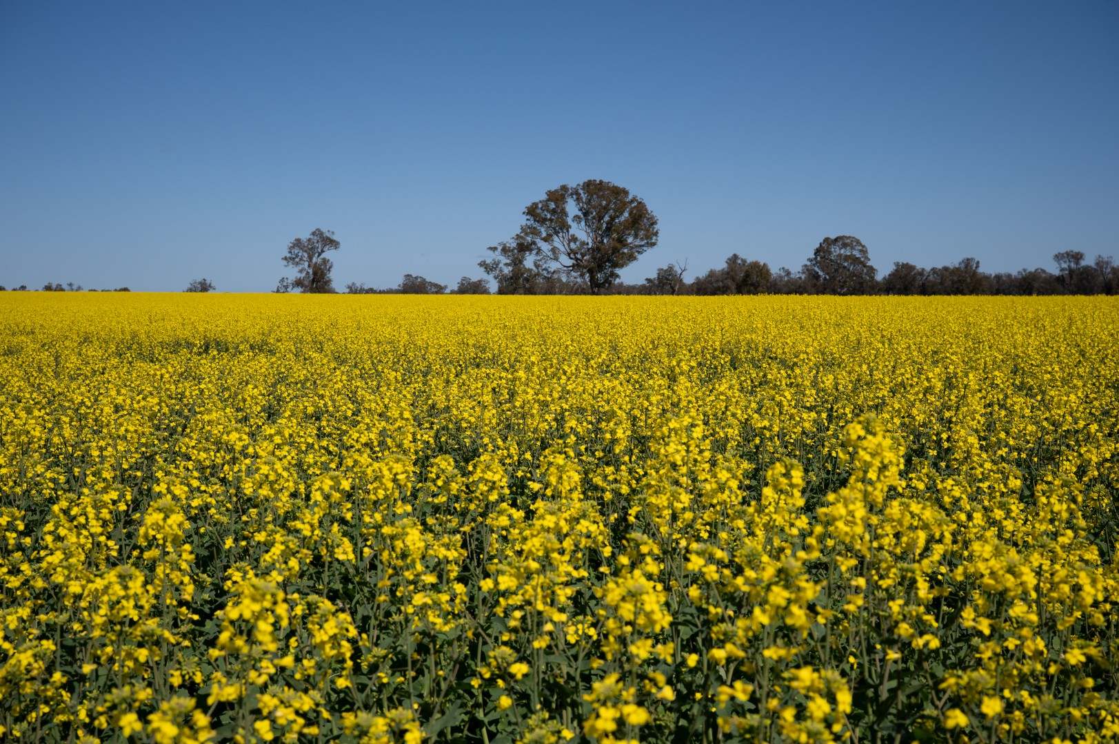 41 J Quigleys Road, Douglas For Sale by Farmbuy.com - image 18