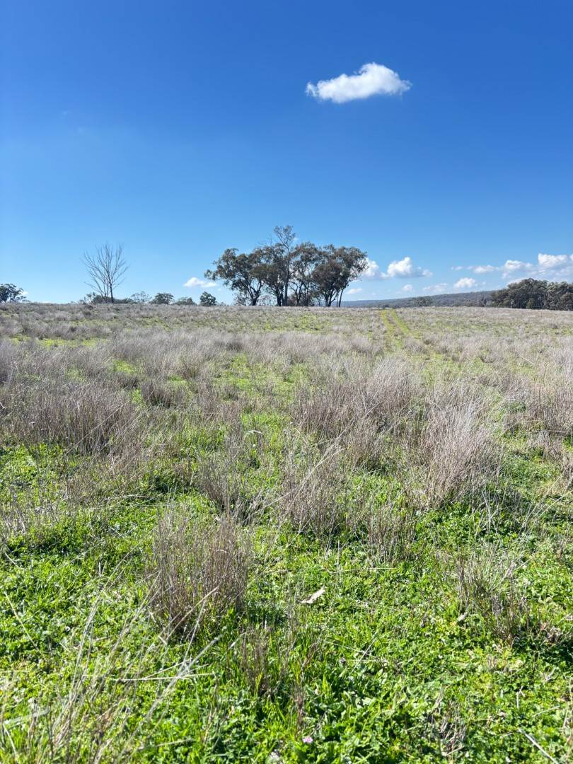 670 Coybil Road, Weetaliba For Sale by Farmbuy.com - image 17