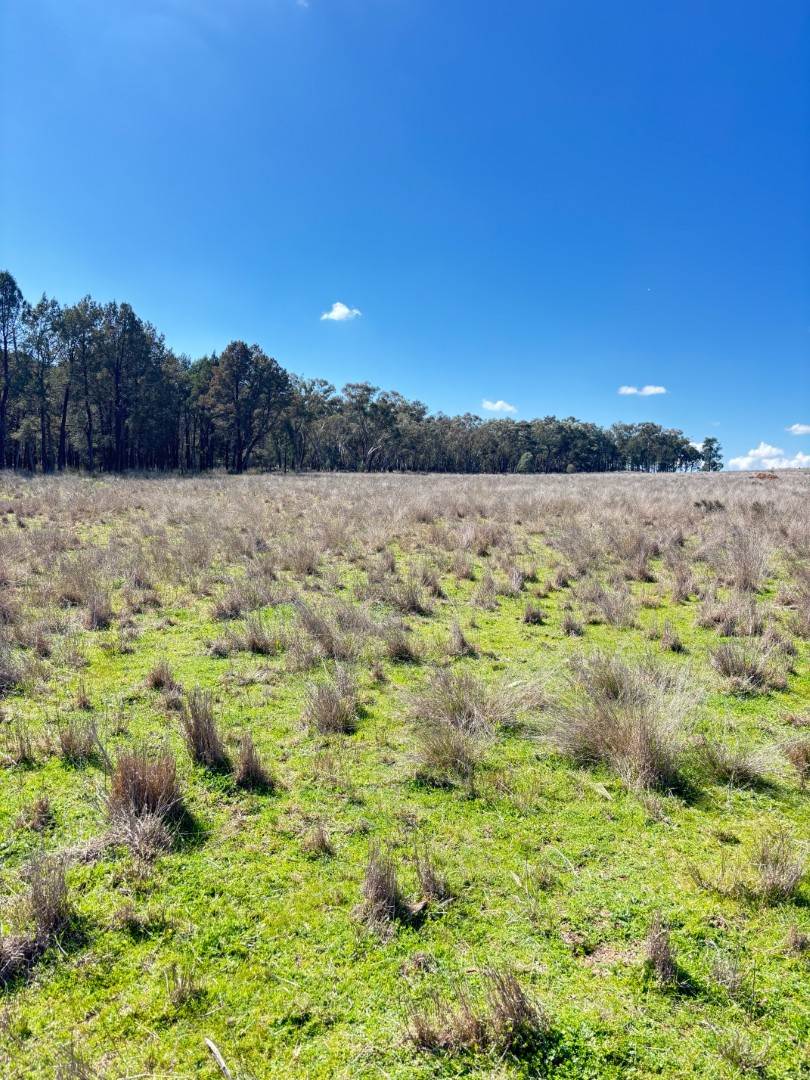 670 Coybil Road, Weetaliba For Sale by Farmbuy.com - image 22