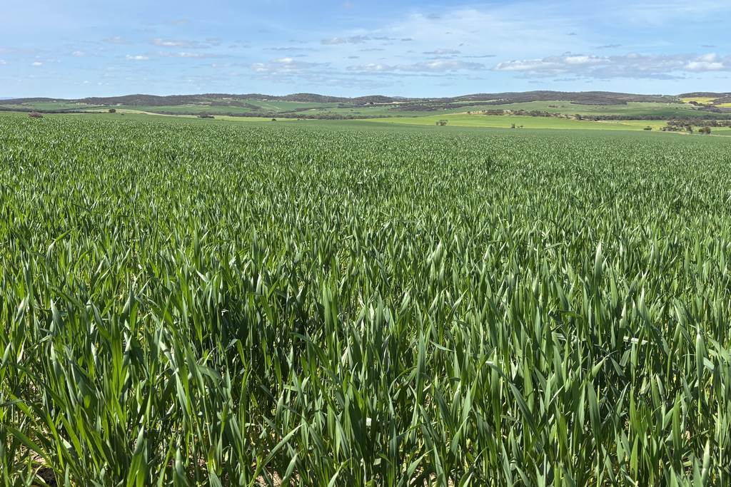 Lot 92 Pollies Plain Road, Miltalie SA 5602