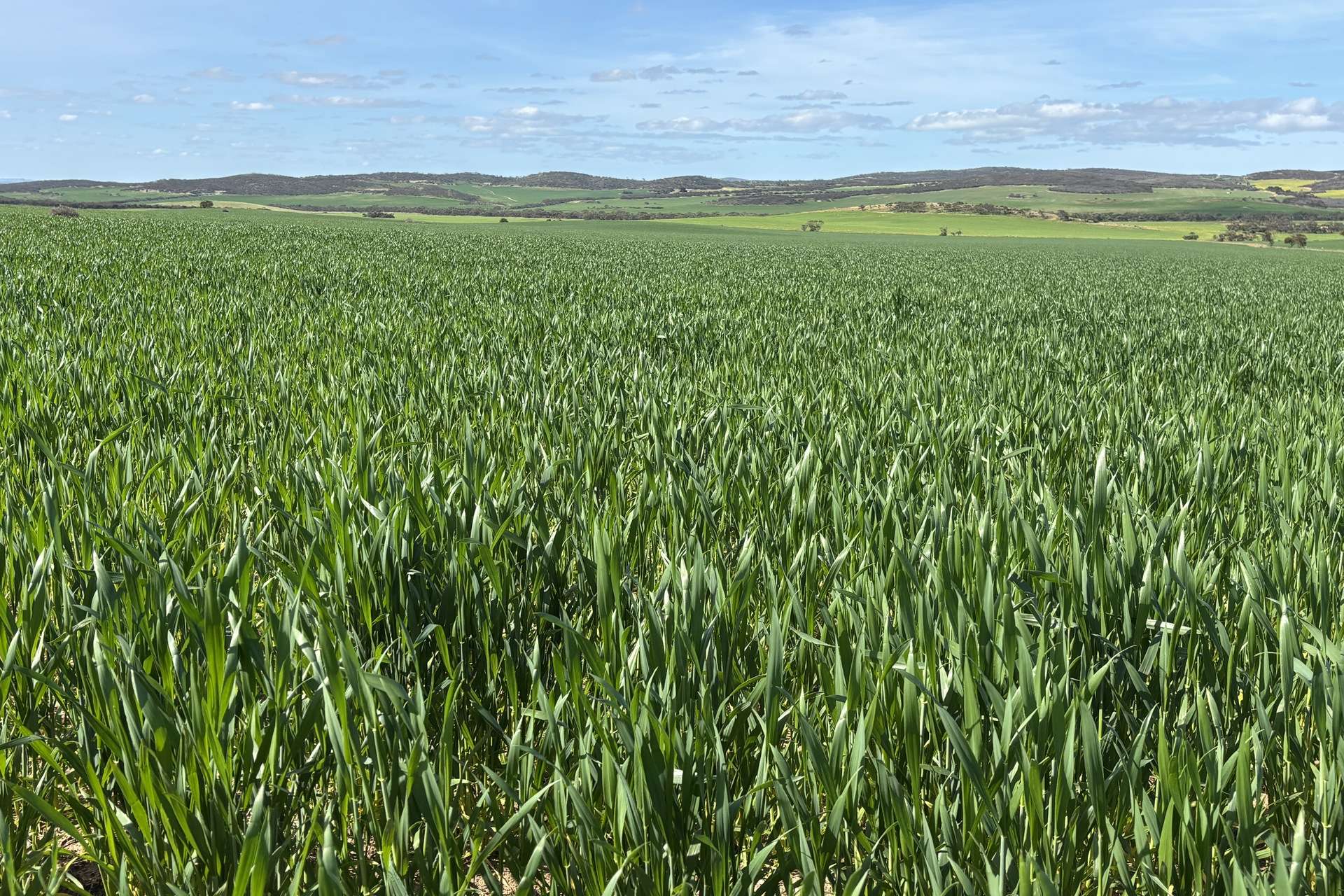 Lot 92 Pollies Plain Road, Miltalie For Sale by Farmbuy.com - image 1