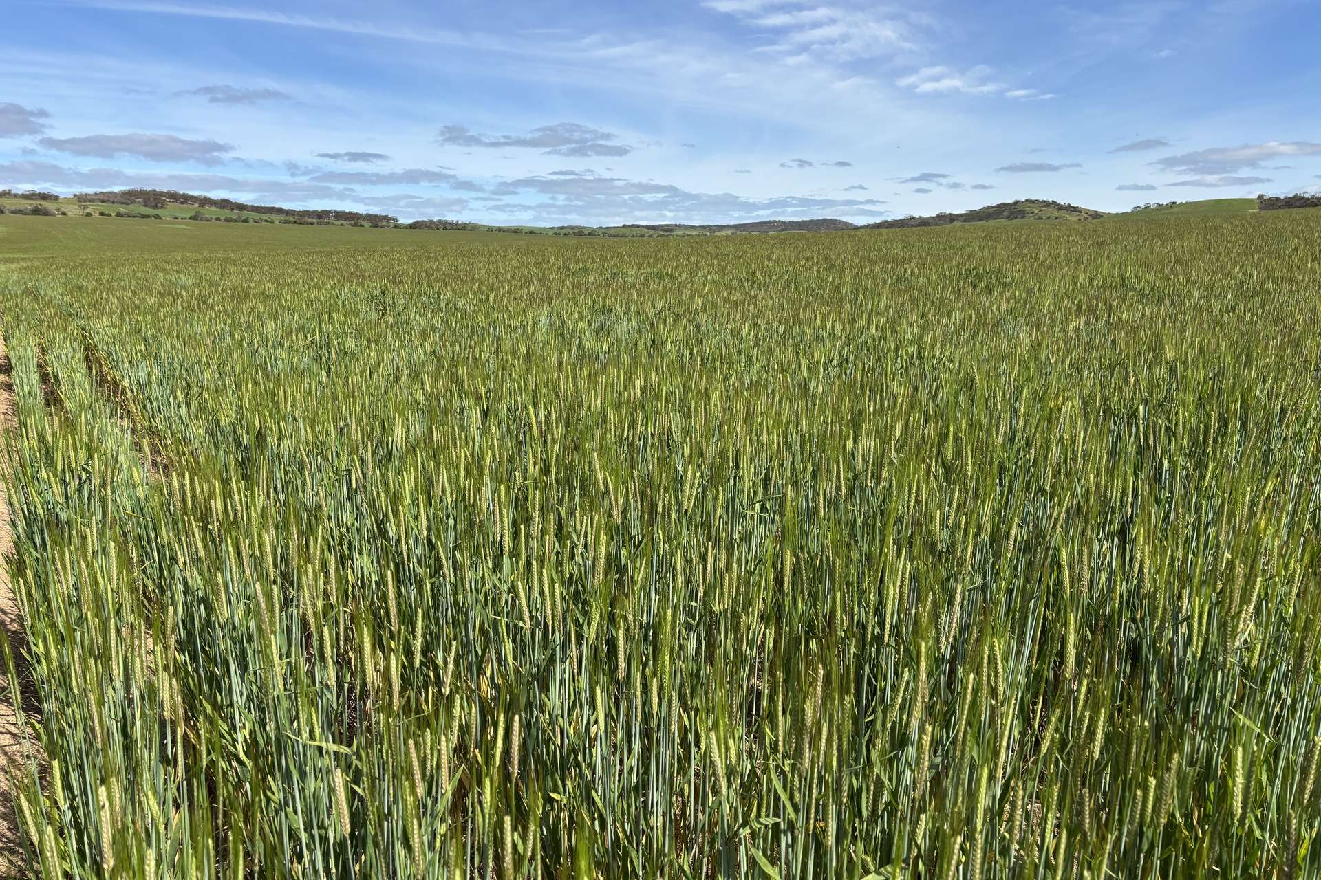 Lot 92 Pollies Plain Road, Miltalie For Sale by Farmbuy.com - image 17