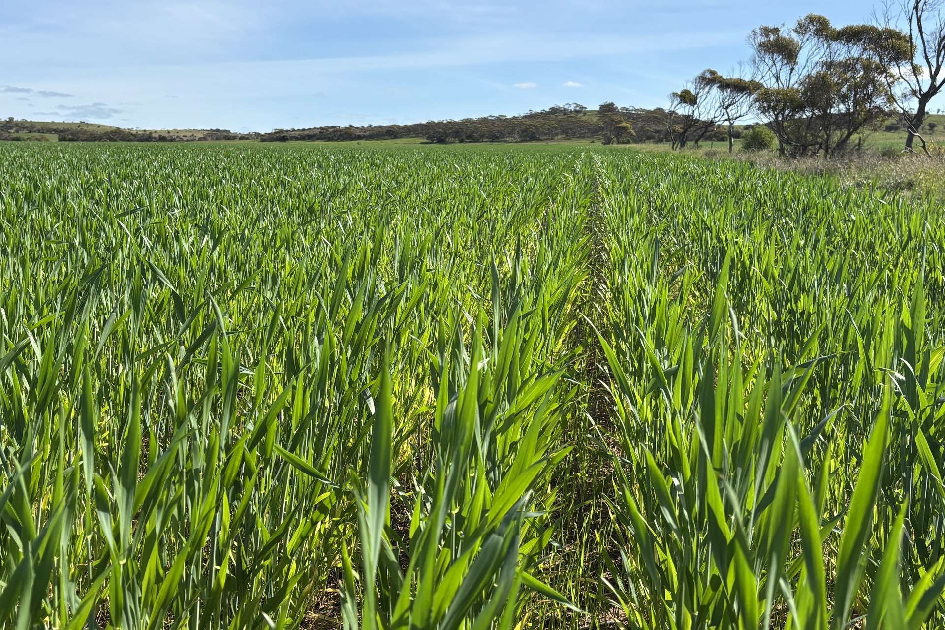 Lot 92 Pollies Plain Road, Miltalie For Sale by Farmbuy.com - image 7