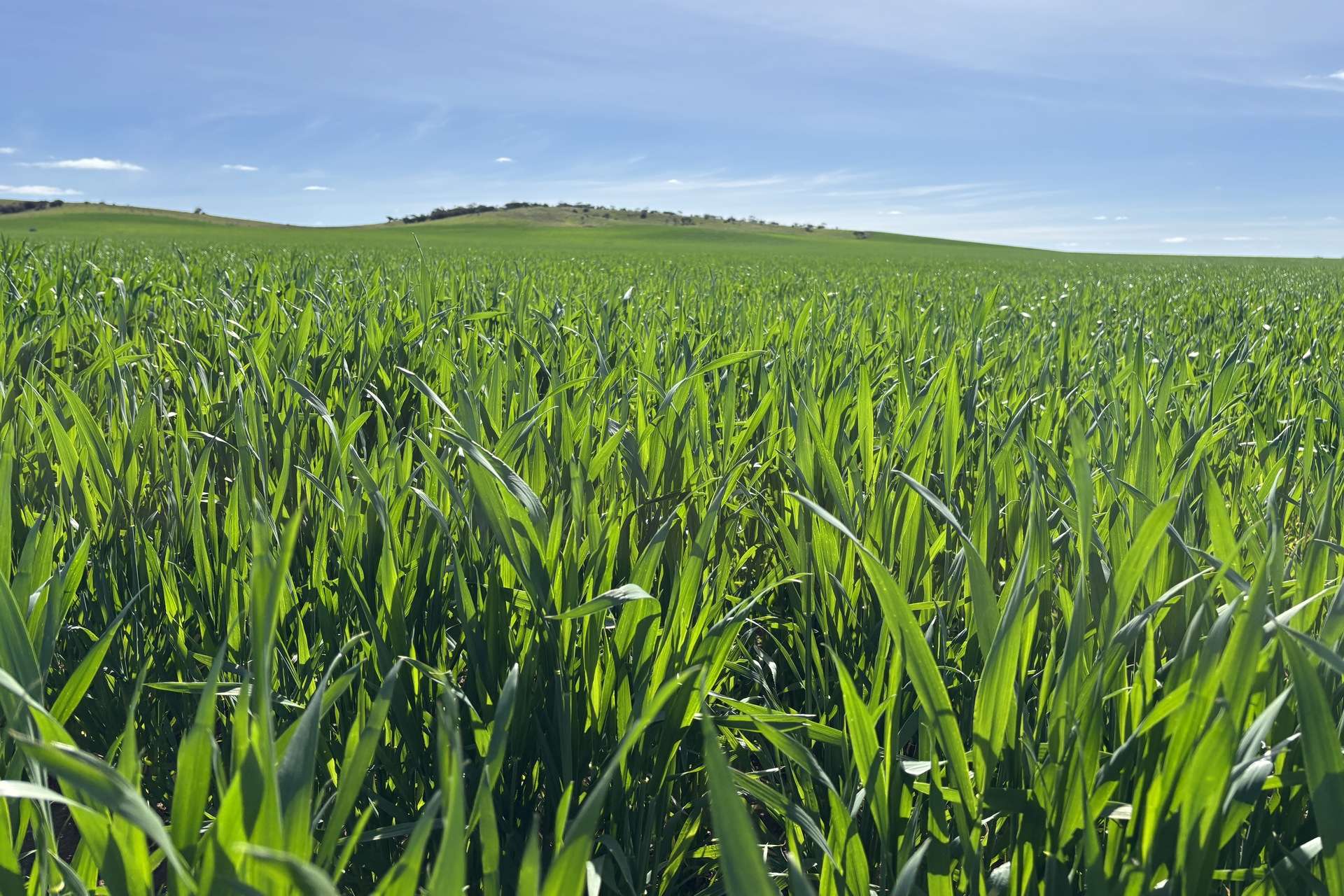 Lot 92 Pollies Plain Road, Miltalie For Sale by Farmbuy.com - image 2