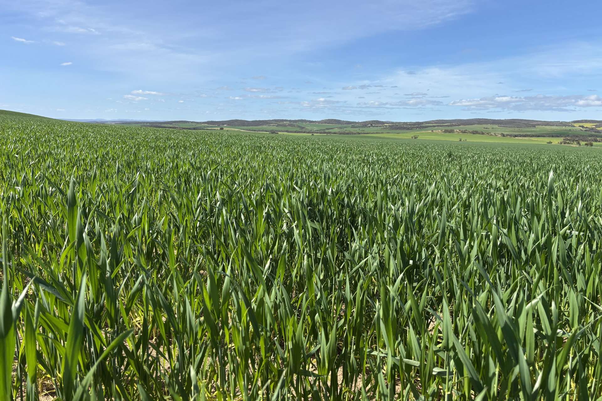 Lot 92 Pollies Plain Road, Miltalie For Sale by Farmbuy.com - image 13