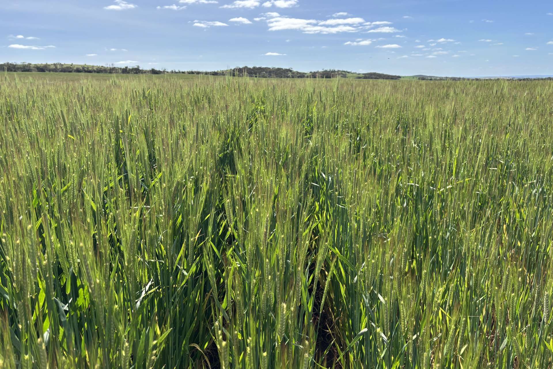 Lot 92 Pollies Plain Road, Miltalie For Sale by Farmbuy.com - image 11