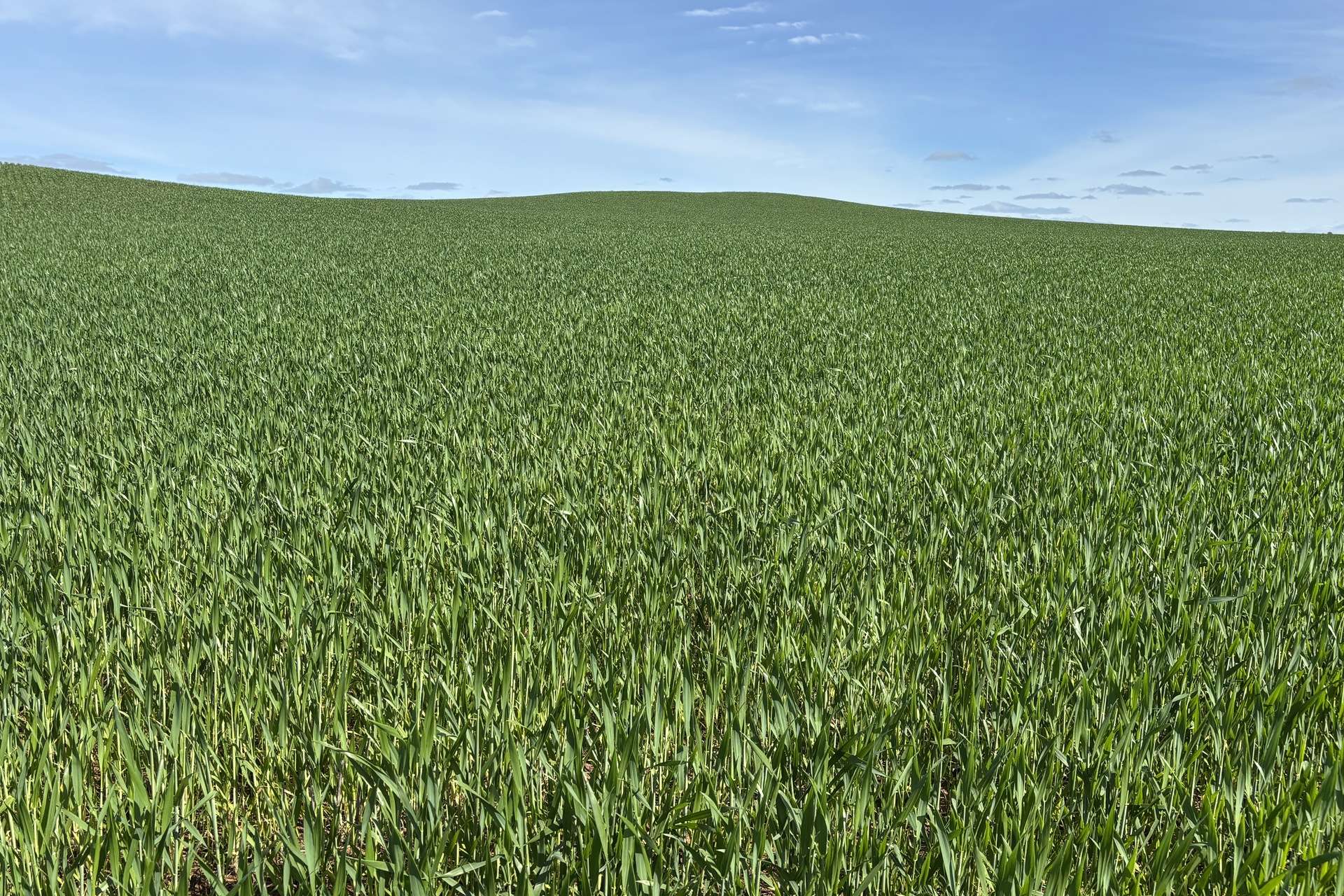 Lot 92 Pollies Plain Road, Miltalie For Sale by Farmbuy.com - image 6