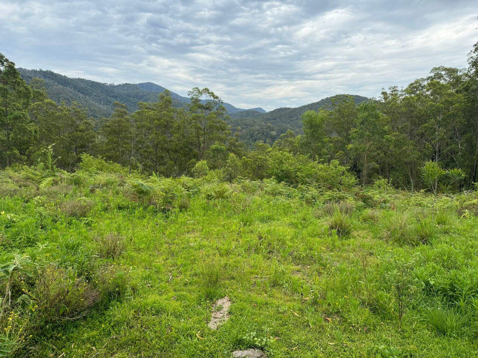 3460 Nowendoc Road, Caffreys Flat For Sale by Farmbuy.com - image 3
