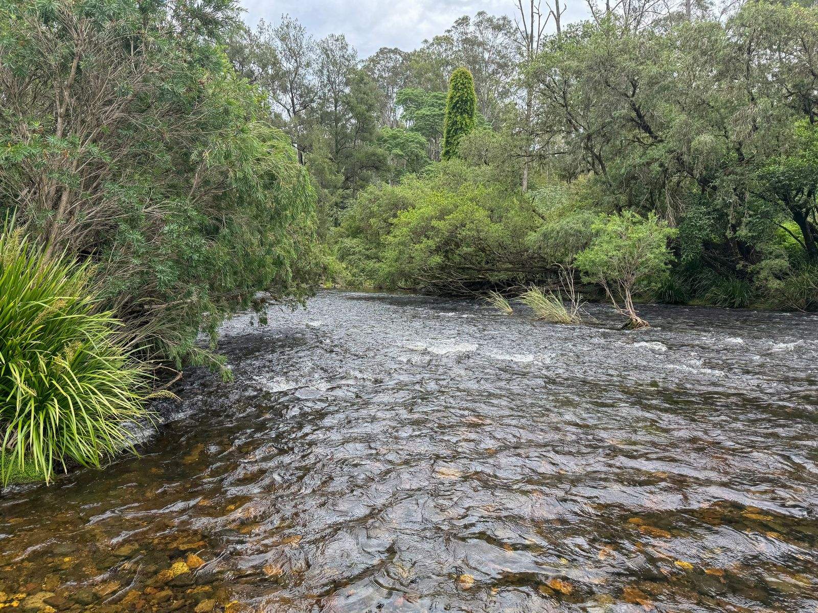 3460 Nowendoc Road, Caffreys Flat For Sale by Farmbuy.com - image 6