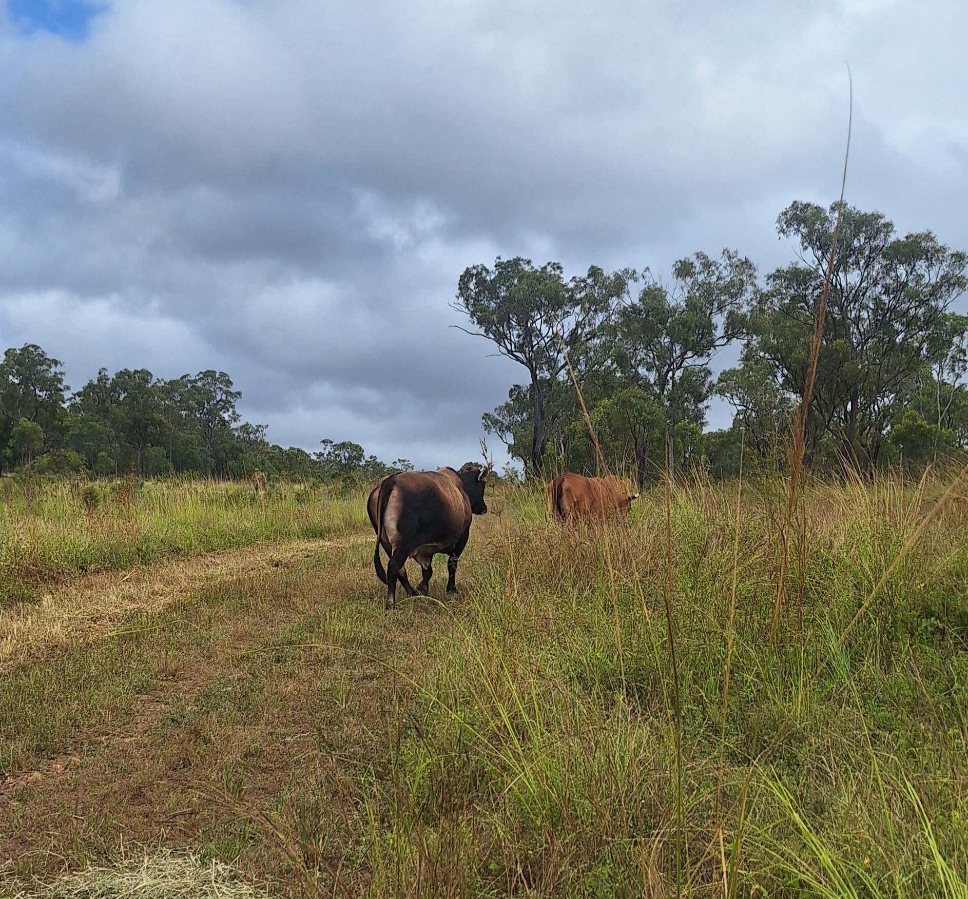 109 Short Road, Dimbulah For Sale by Farmbuy.com - image 5