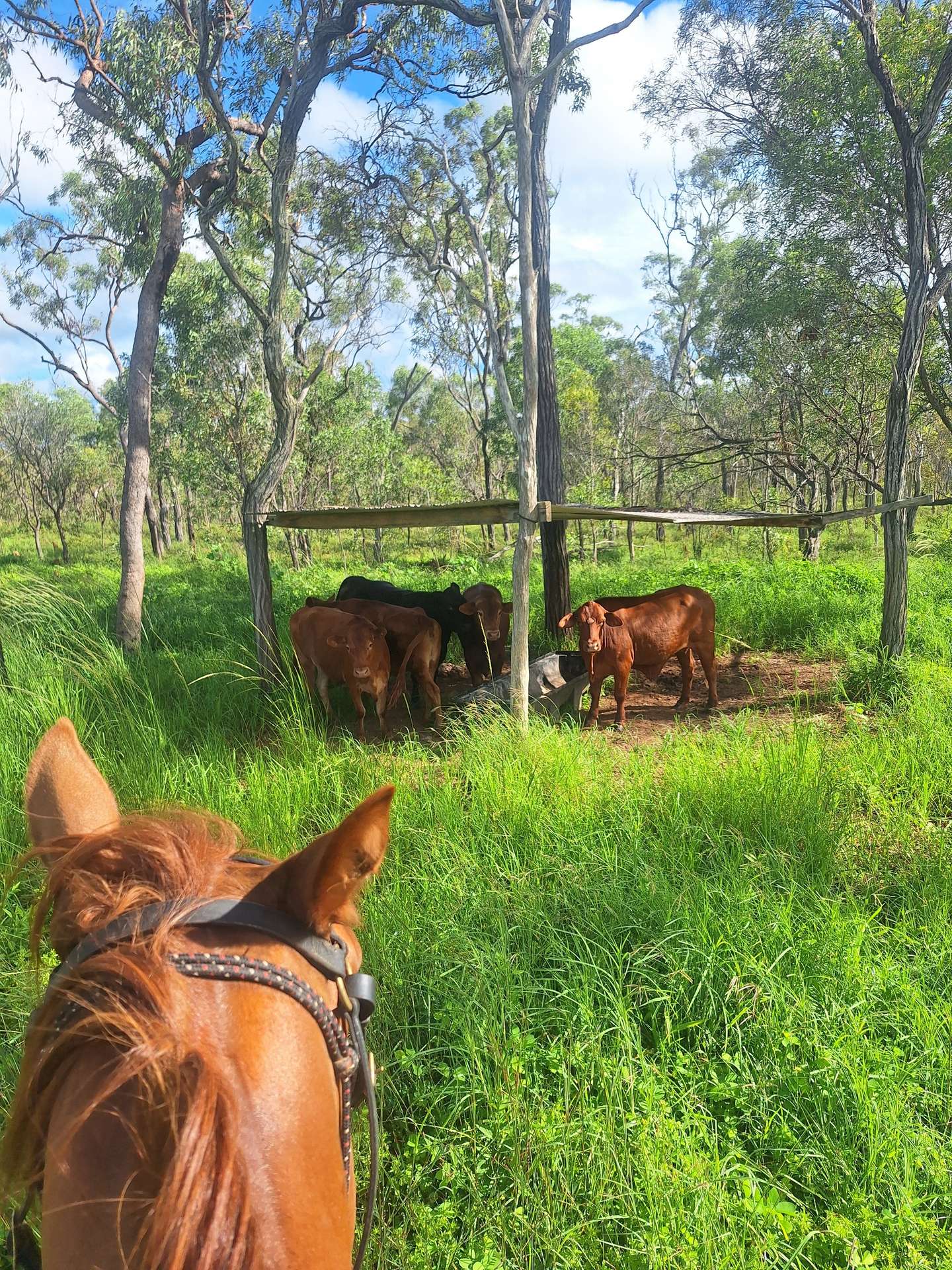 109 Short Road, Dimbulah For Sale by Farmbuy.com - image 1
