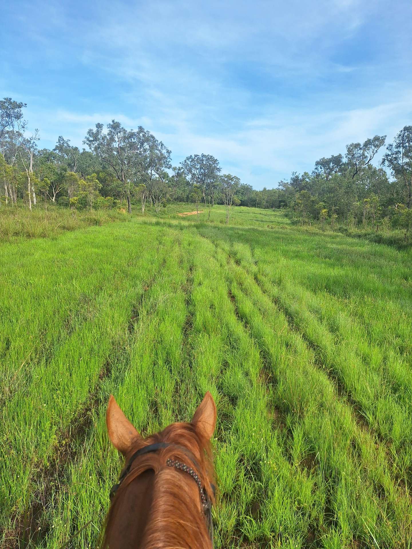 109 Short Road, Dimbulah For Sale by Farmbuy.com - image 2