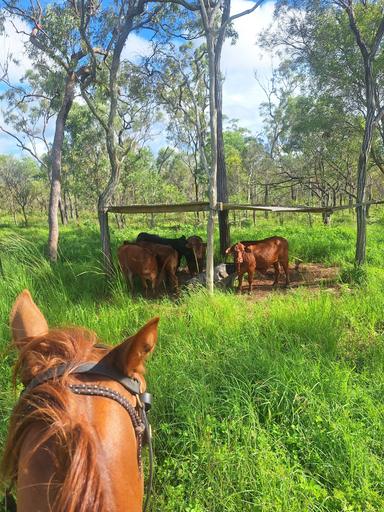 Farm For Sale - QLD - Dimbulah - 4872 - 733 Acres of Grazing, Lifestyle & Opportunity 