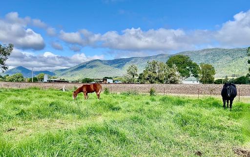 Farm For Sale - NSW - Mount George - 2424 - Dual-Living Lifestyle Acreage with Established Income 