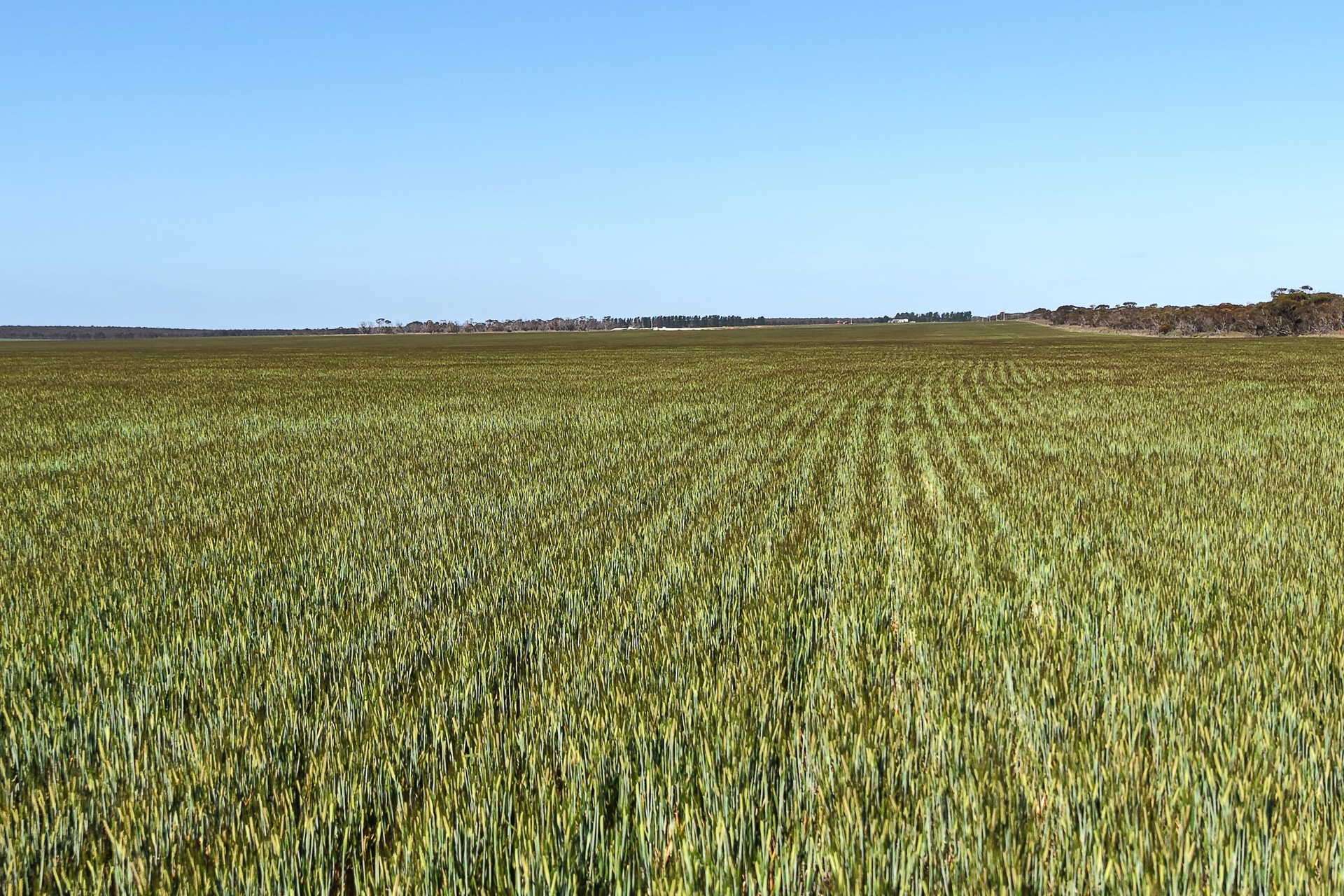 1663 Lake North Road, Jacup For Sale by Farmbuy.com - image 27
