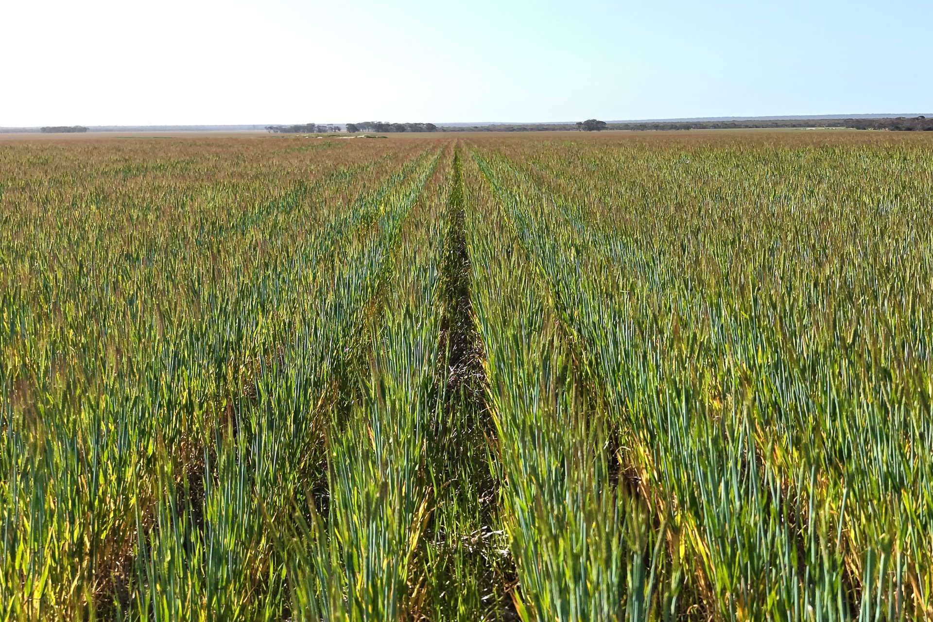 1663 Lake North Road, Jacup For Sale by Farmbuy.com - image 28