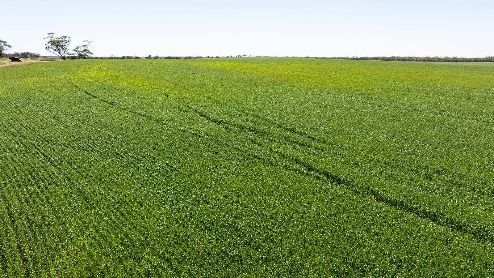 Section 6 Kopi West Road, Warramboo For Sale by Farmbuy.com - image 4