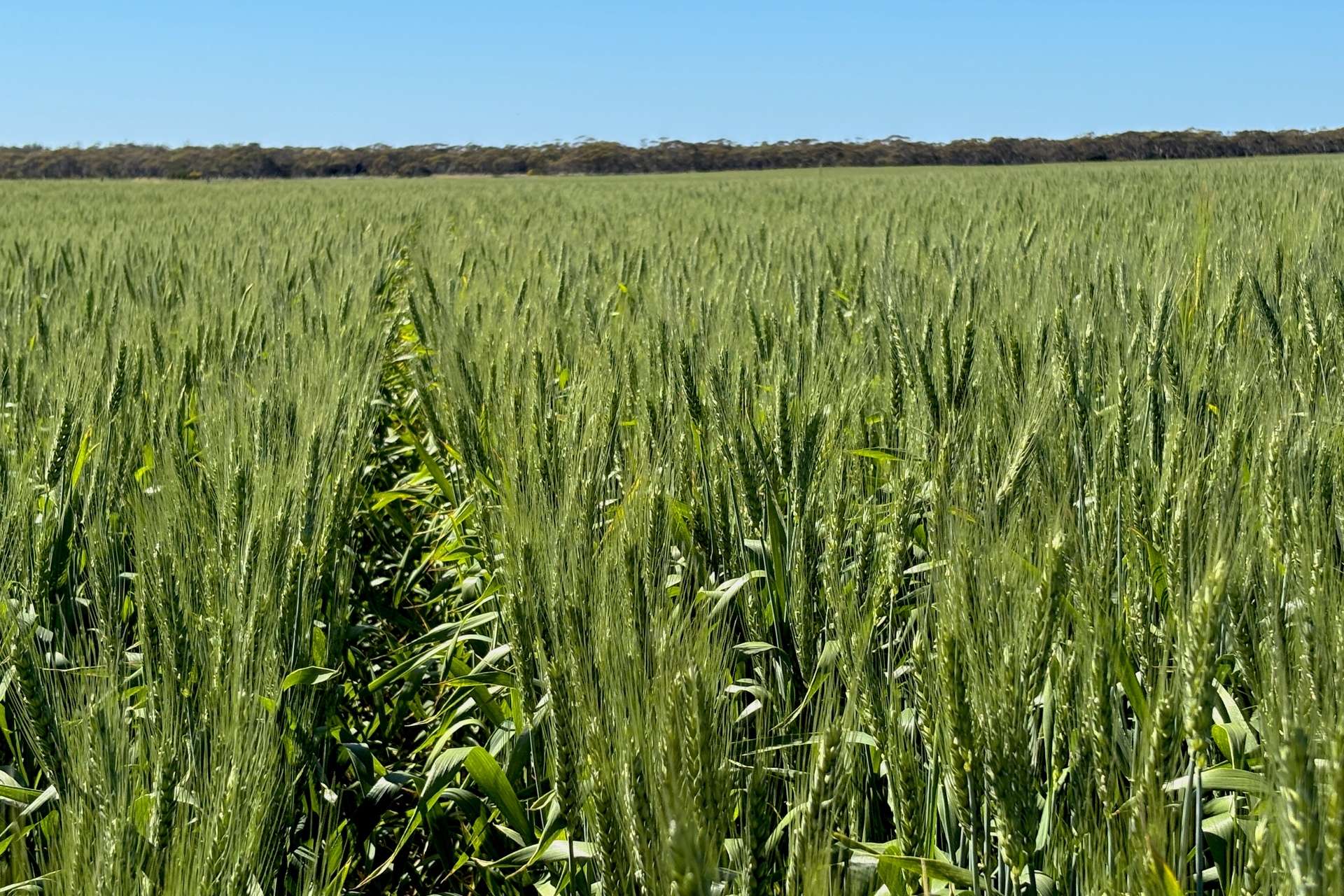 Section 6 Kopi West Road, Warramboo For Sale by Farmbuy.com - image 22