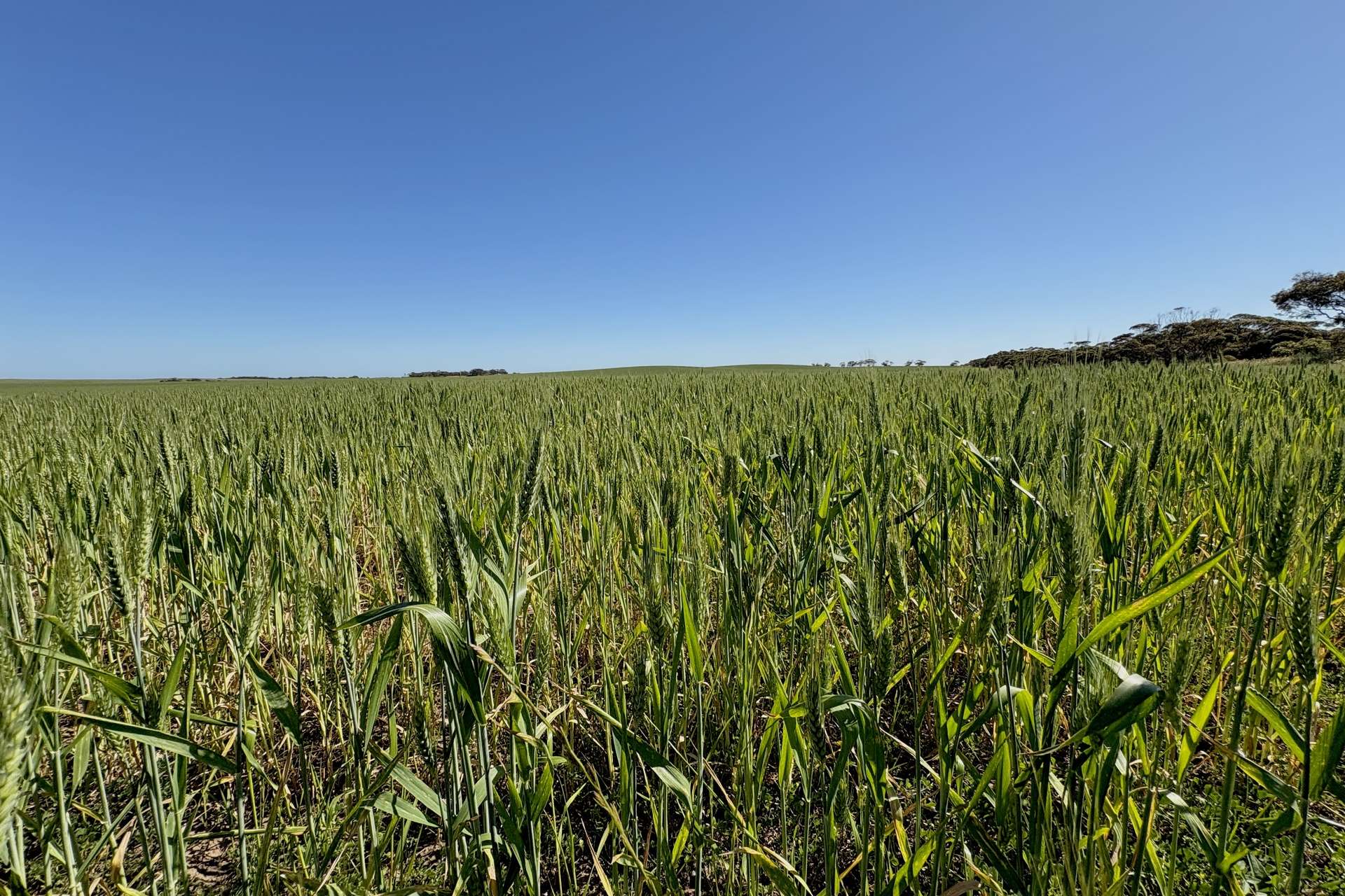 Section 6 Kopi West Road, Warramboo For Sale by Farmbuy.com - image 6
