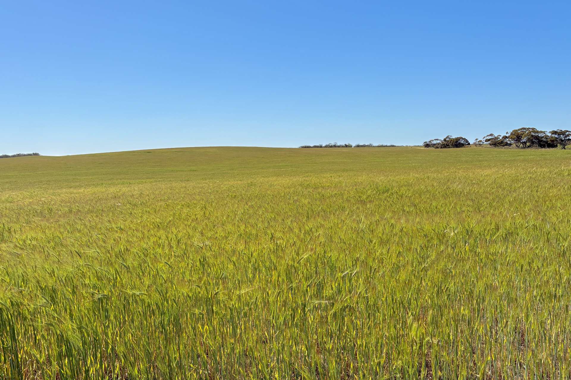 Section 6 Kopi West Road, Warramboo For Sale by Farmbuy.com - image 17