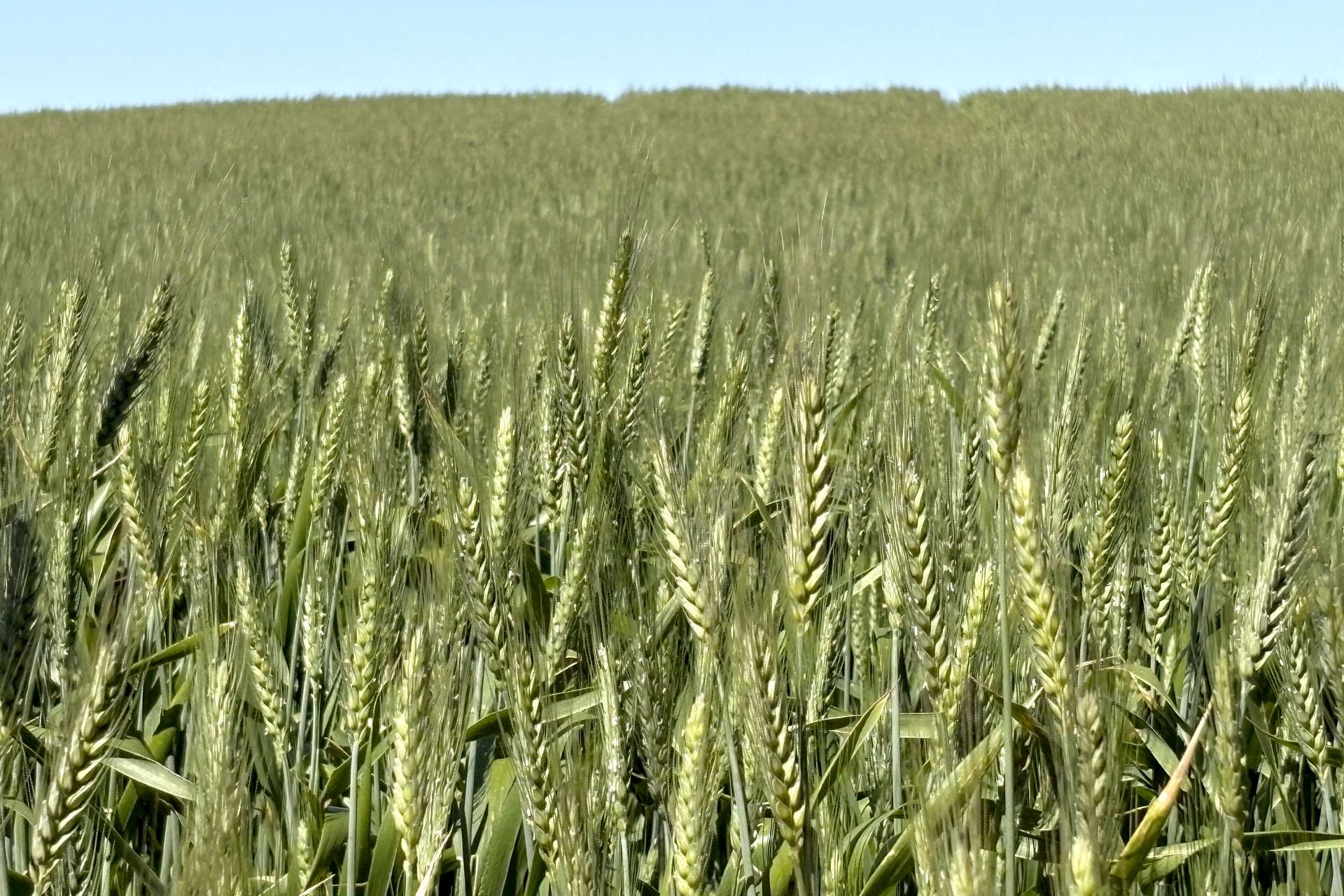 Section 6 Kopi West Road, Warramboo For Sale by Farmbuy.com - image 24