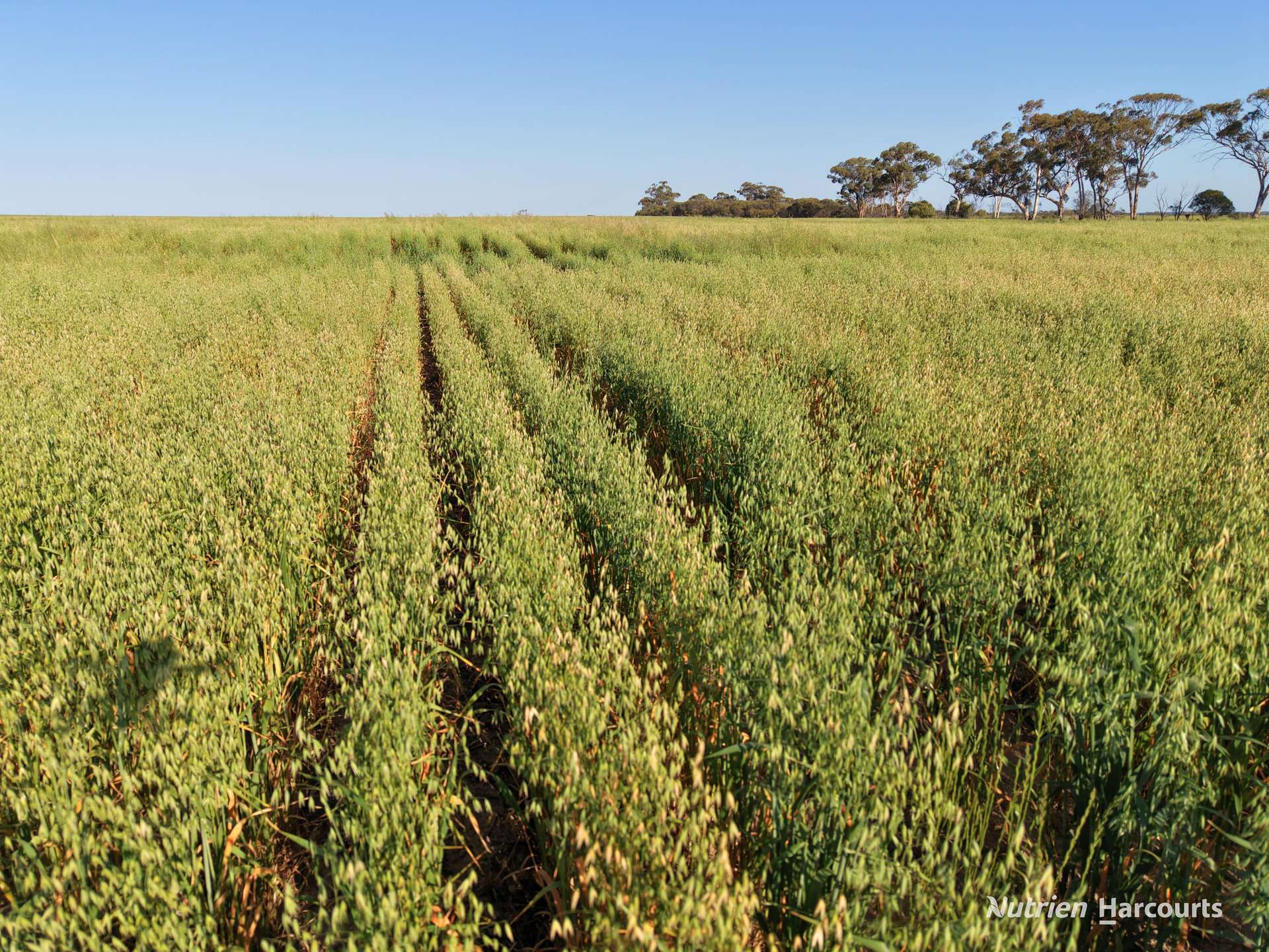 Lot 14044 Goomarin Road, Nukarni Auction by Farmbuy.com - image 19