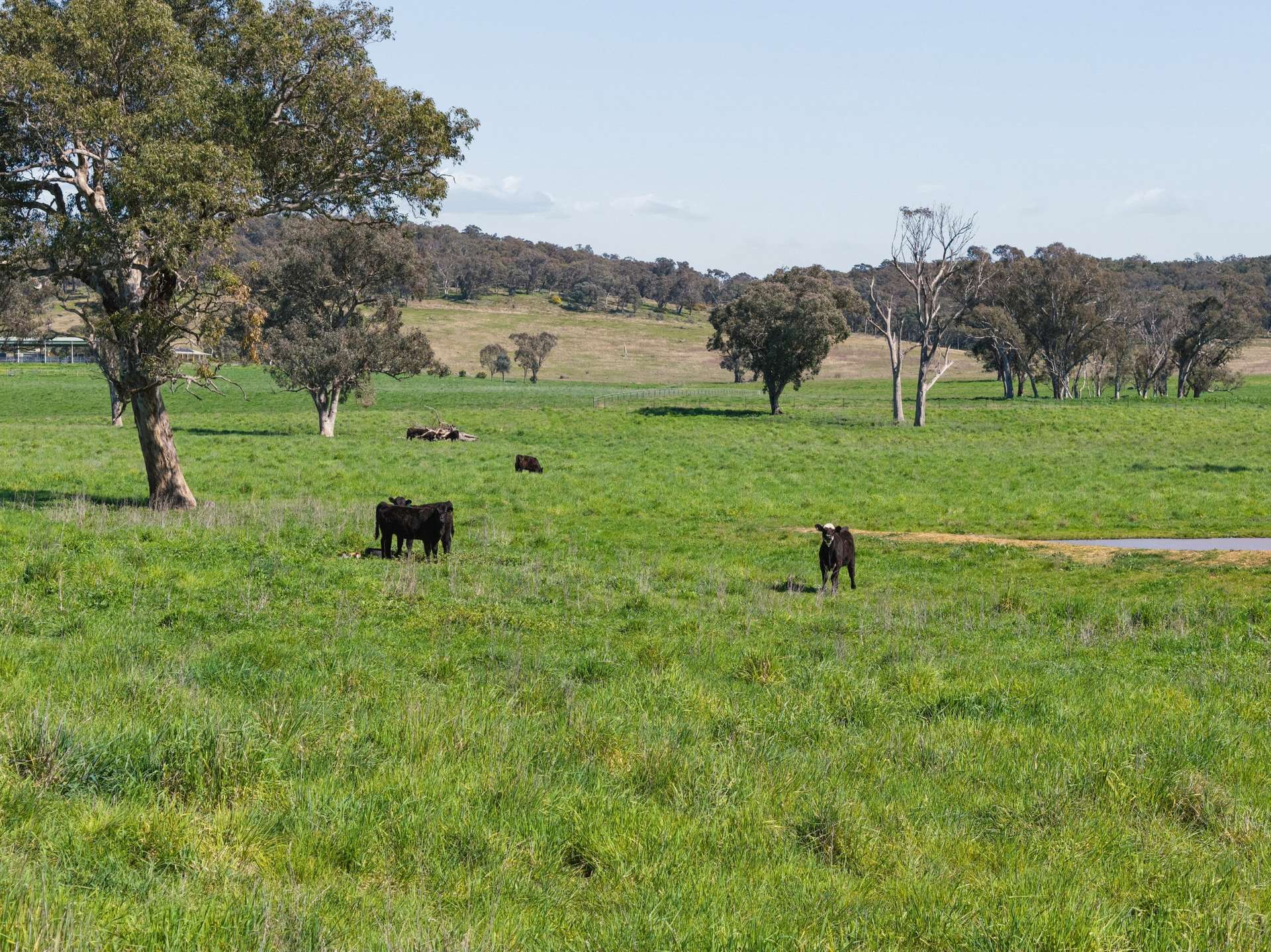 3280 Murringo Road, Young Auction by Farmbuy.com - image 24