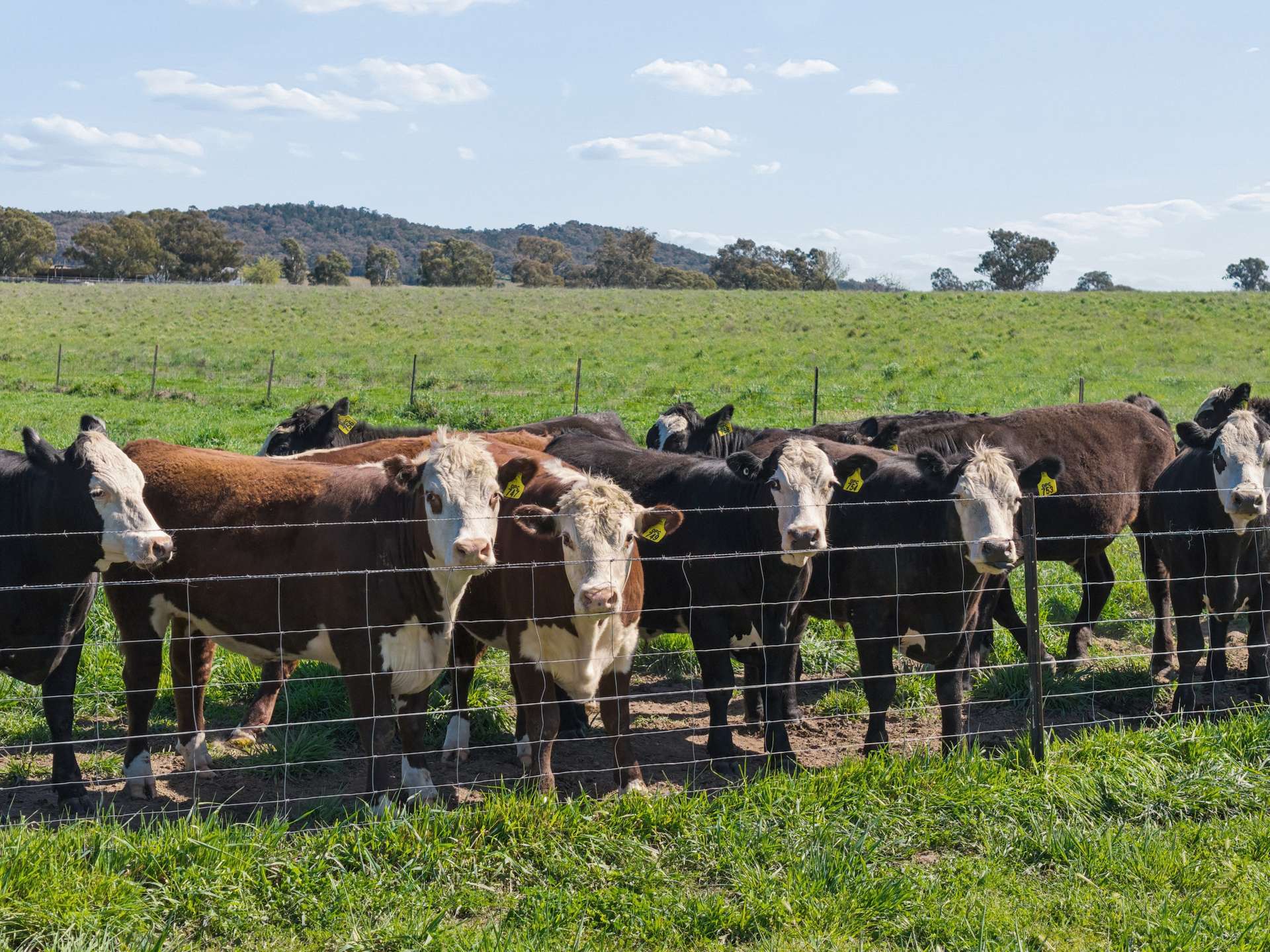 3280 Murringo Road, Young Auction by Farmbuy.com - image 26