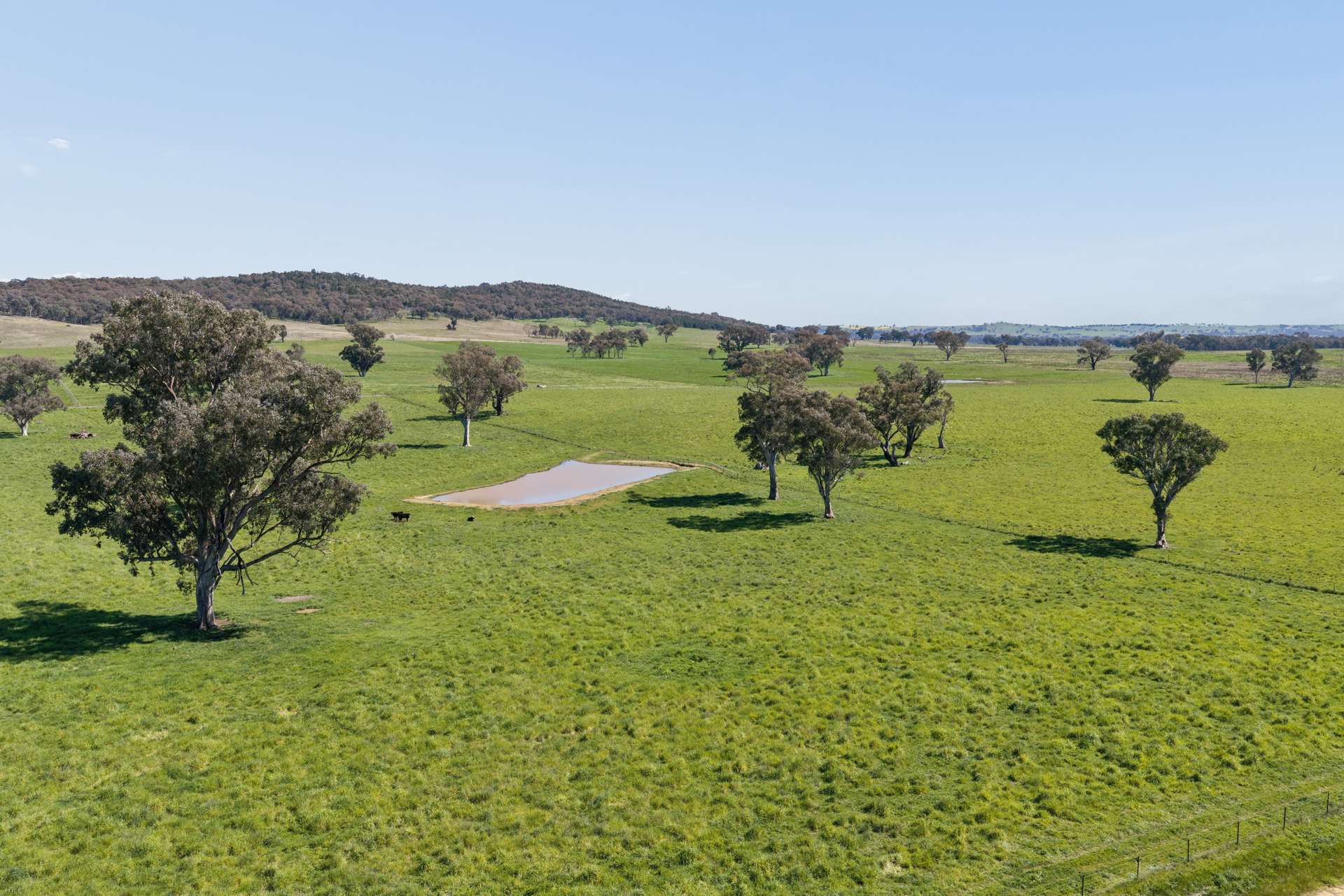 3280 Murringo Road, Young Auction by Farmbuy.com - image 25
