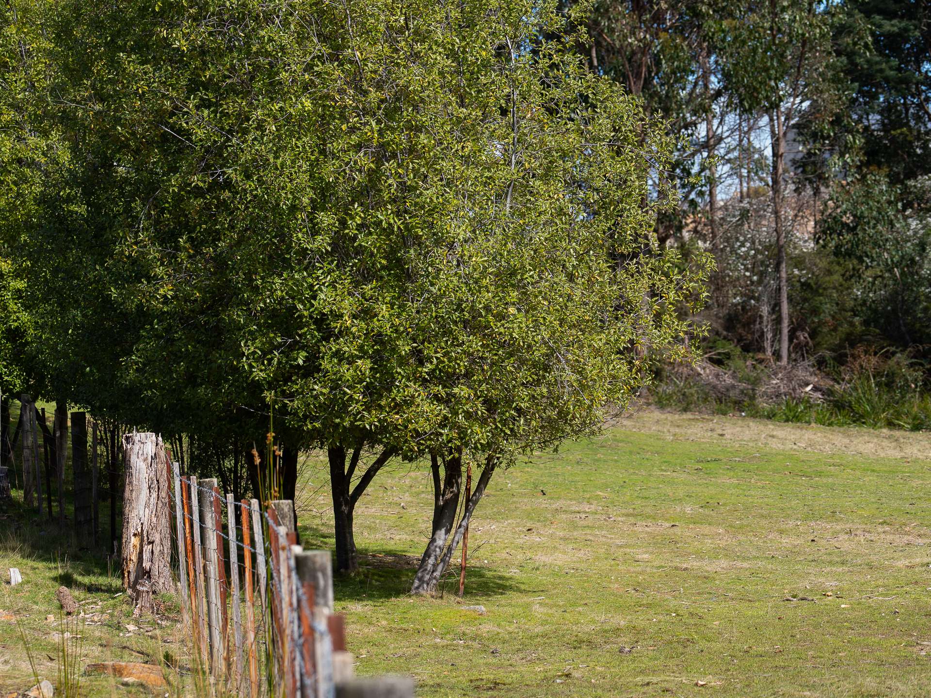 213 Wrenswood Drive, Quoiba For Sale by Farmbuy.com - image 13